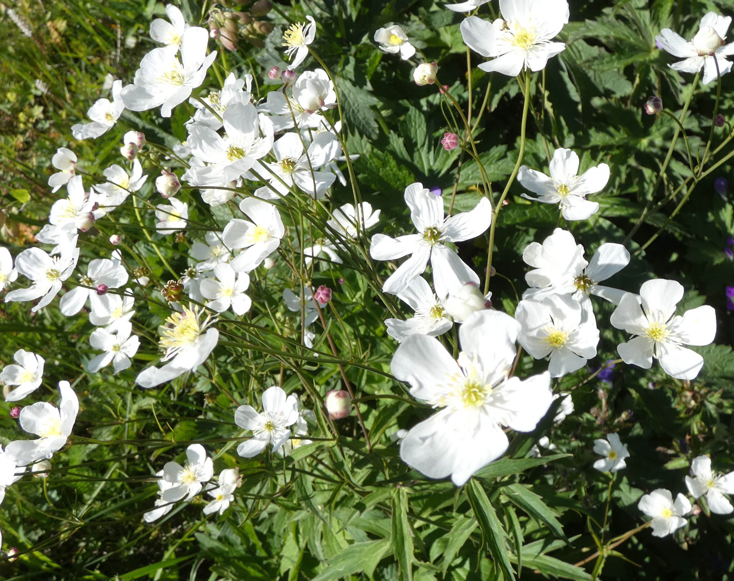 Afficher le média ranunculus_platanifolius1gv ranunculus_platanifolius1gv