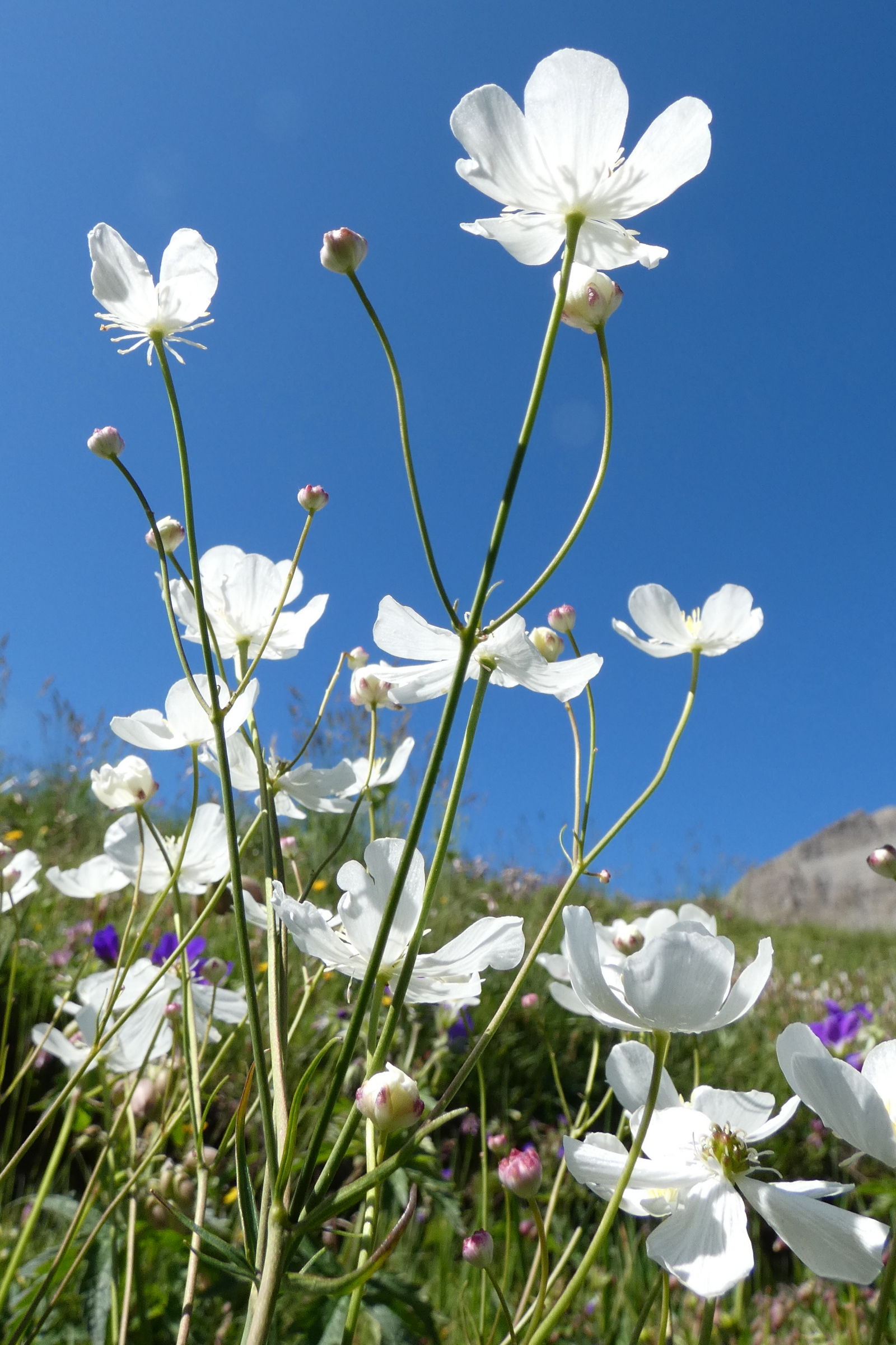 Afficher le média ranunculus_platanifolius2gv ranunculus_platanifolius2gv