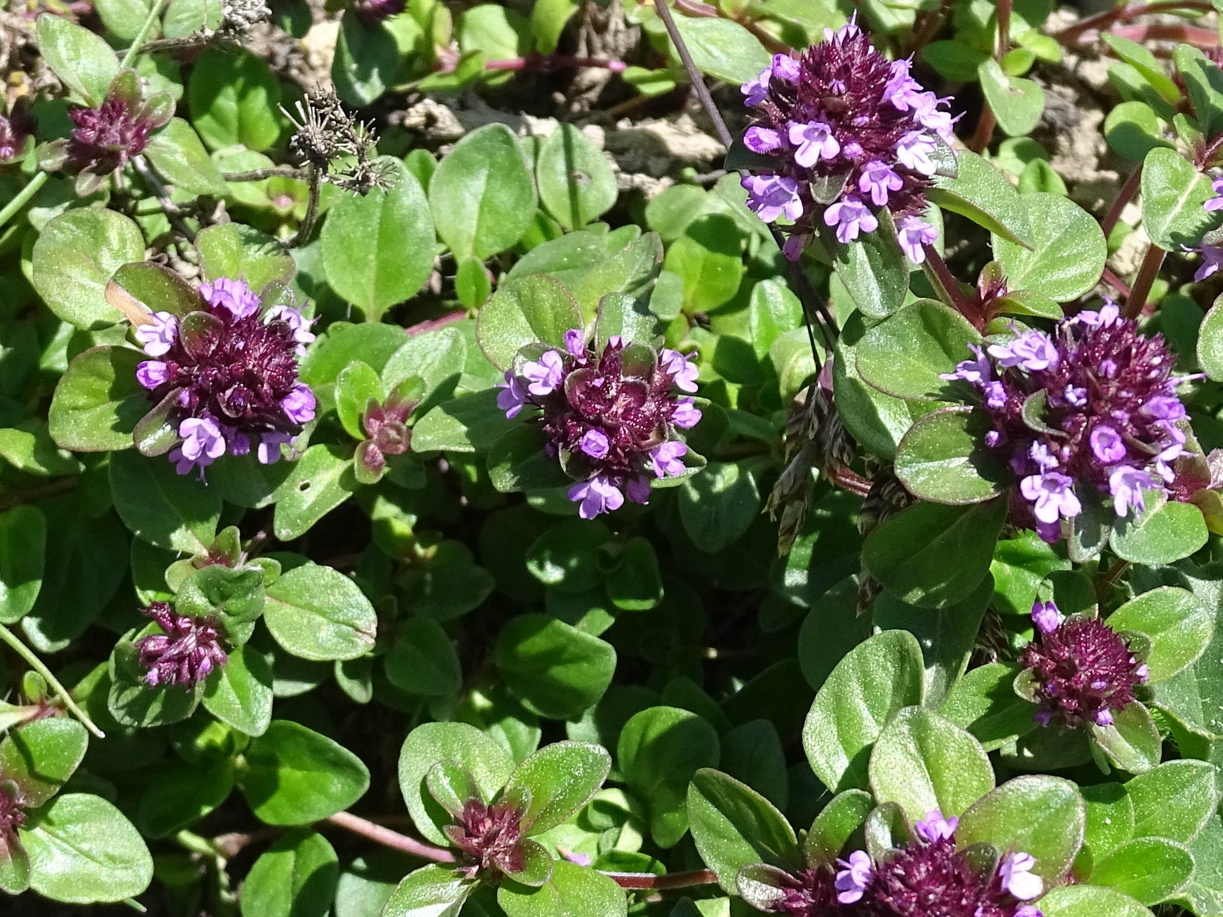 thymus_polytrichus1mv