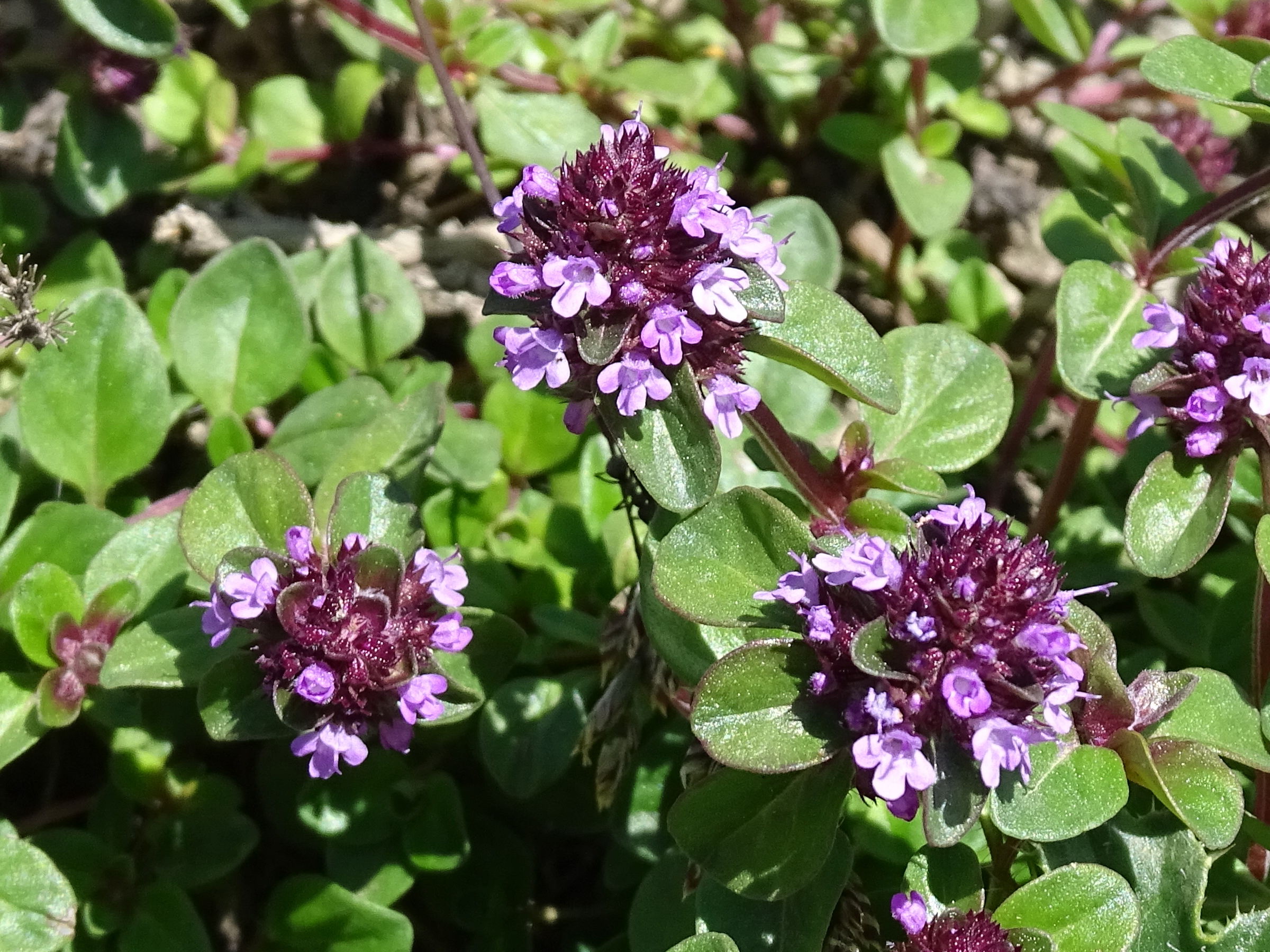 thymus_polytrichus2mv