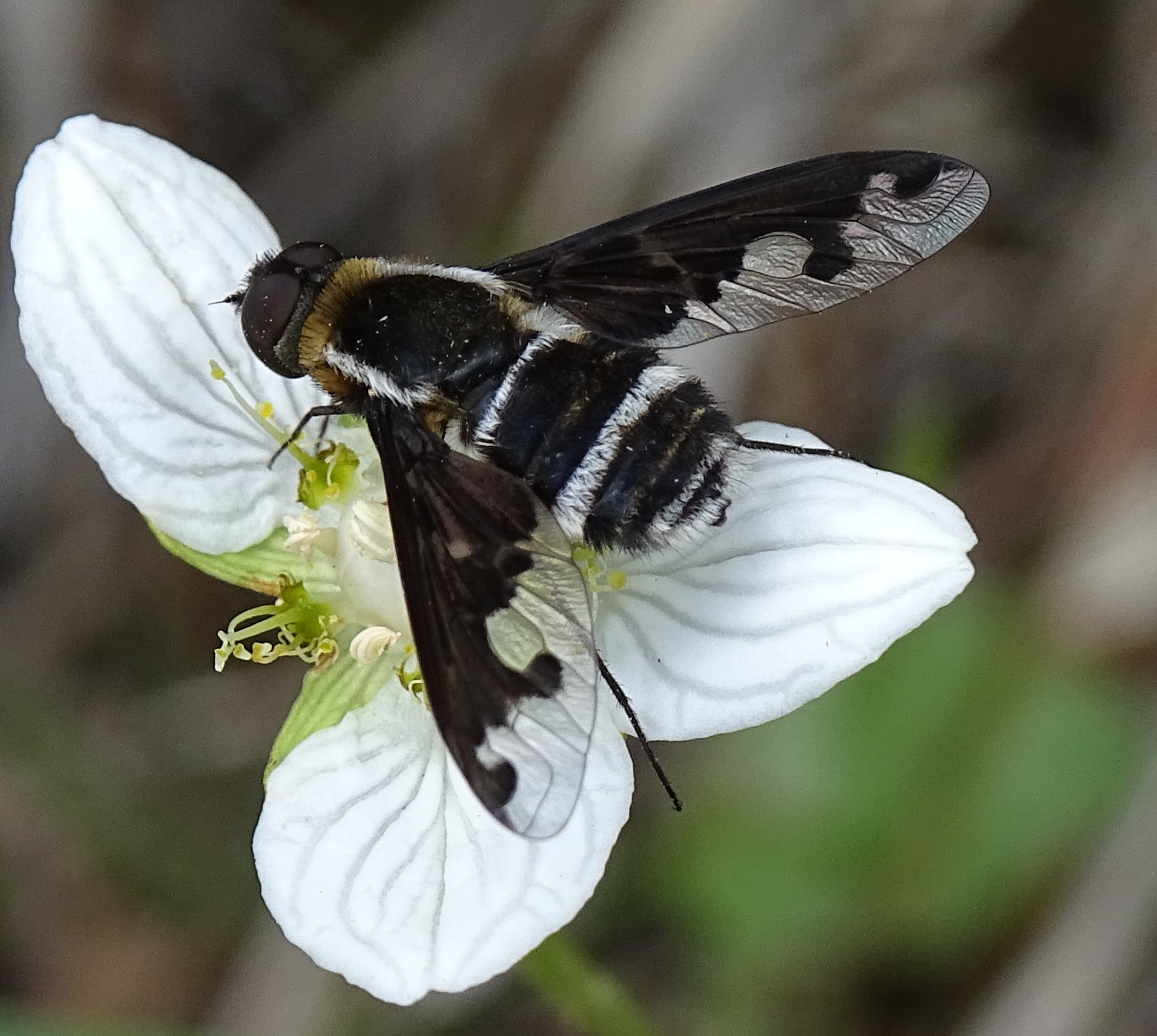 hemipenthes_maura3mv