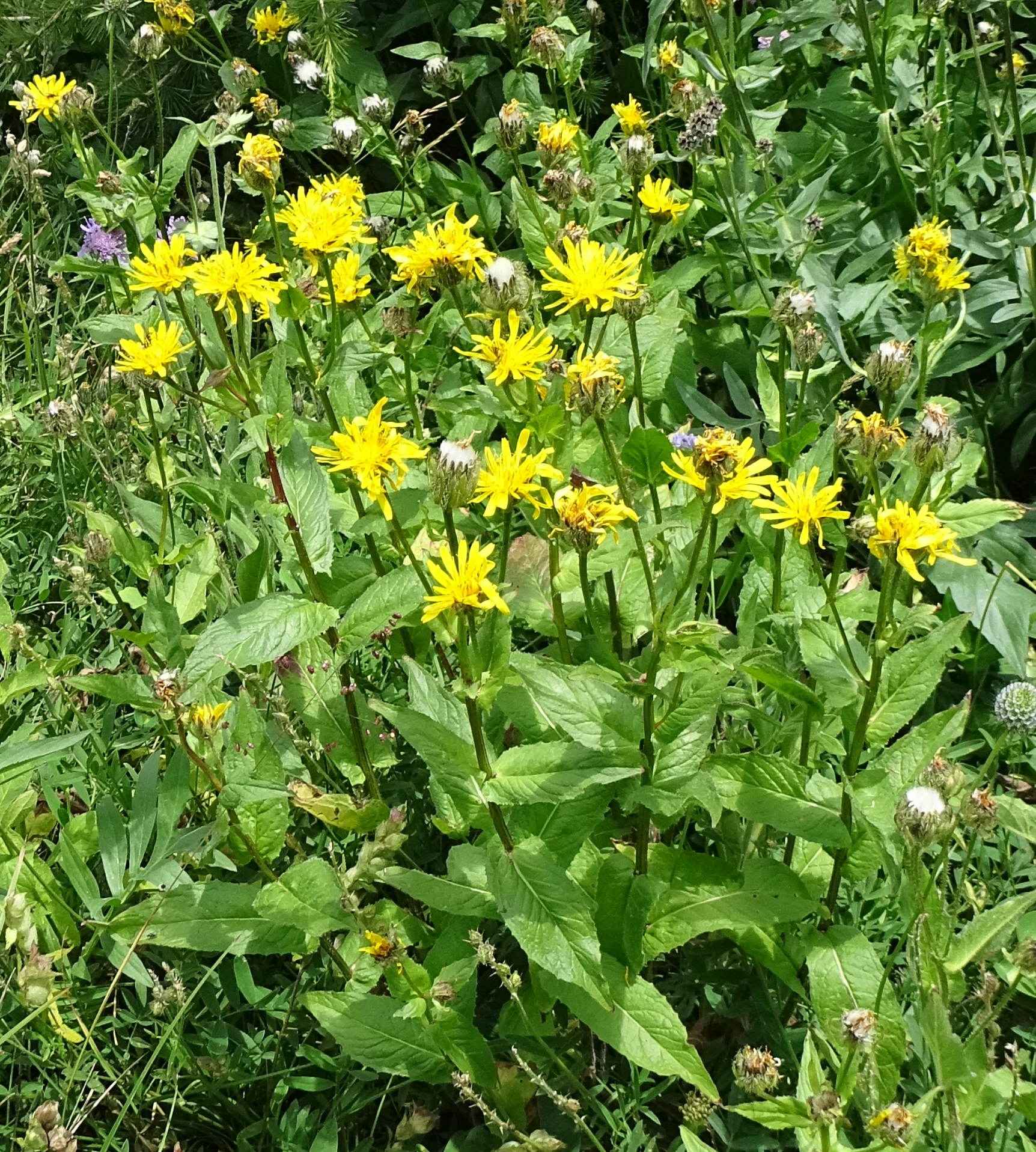 Afficher le média crepis_pyrenaica1mv crepis_pyrenaica1mv