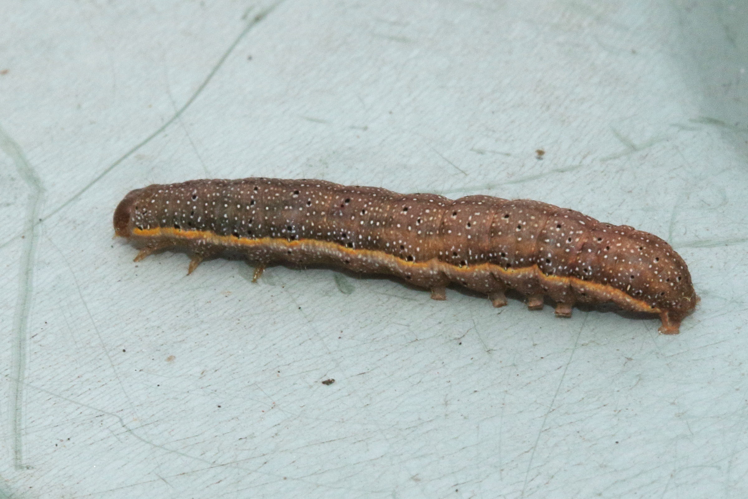 lacanobia_oleracea_ch7md