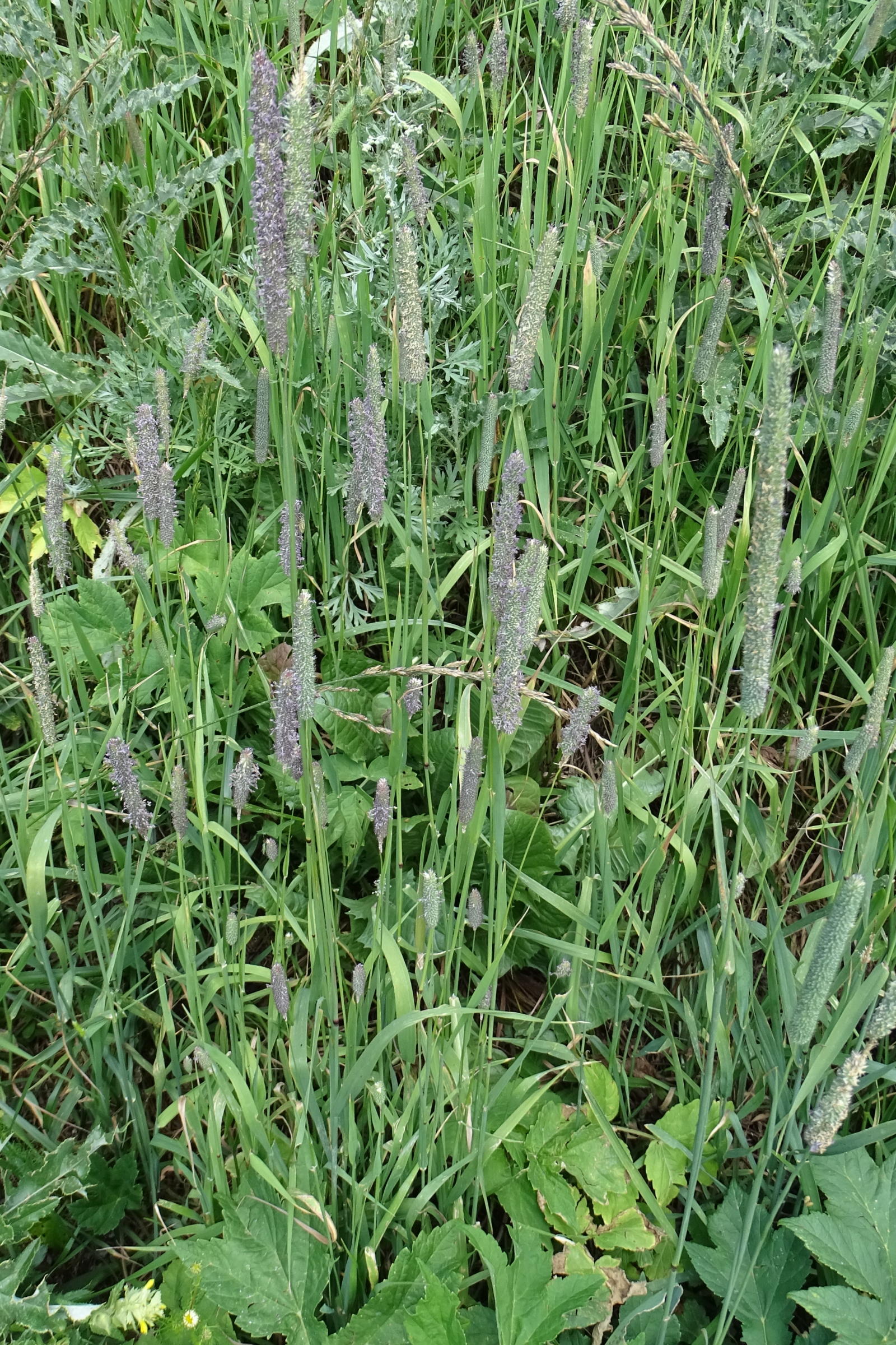 Afficher le média phleum_pratense1mv phleum_pratense1mv