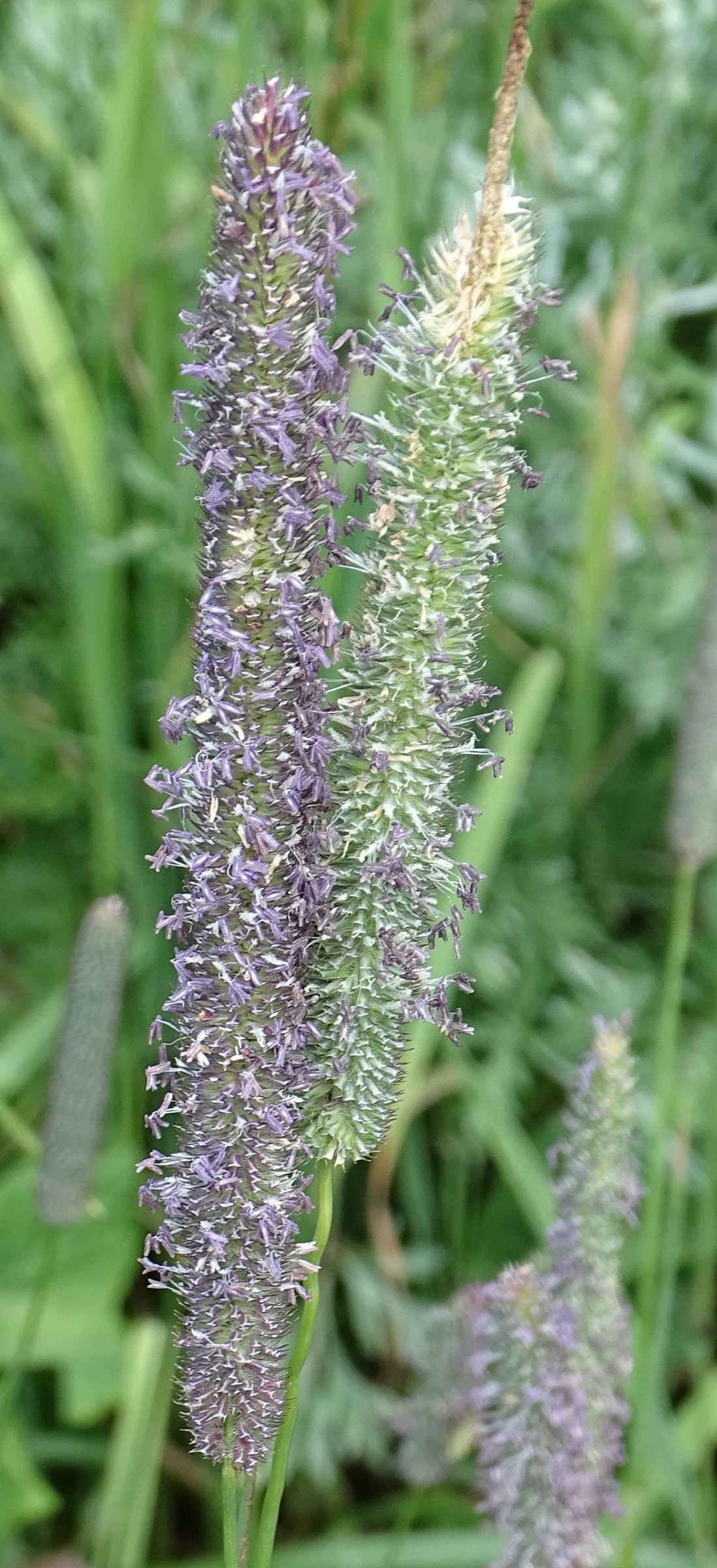 Afficher le média phleum_pratense2mv phleum_pratense2mv