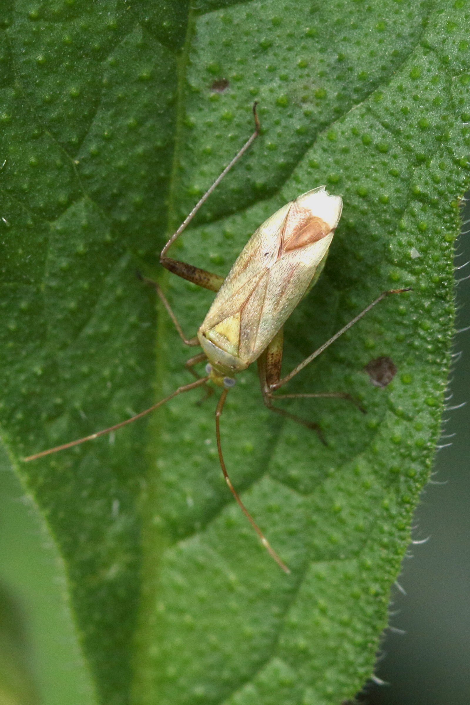 adelphocoris_quadripunctatus1bmd
