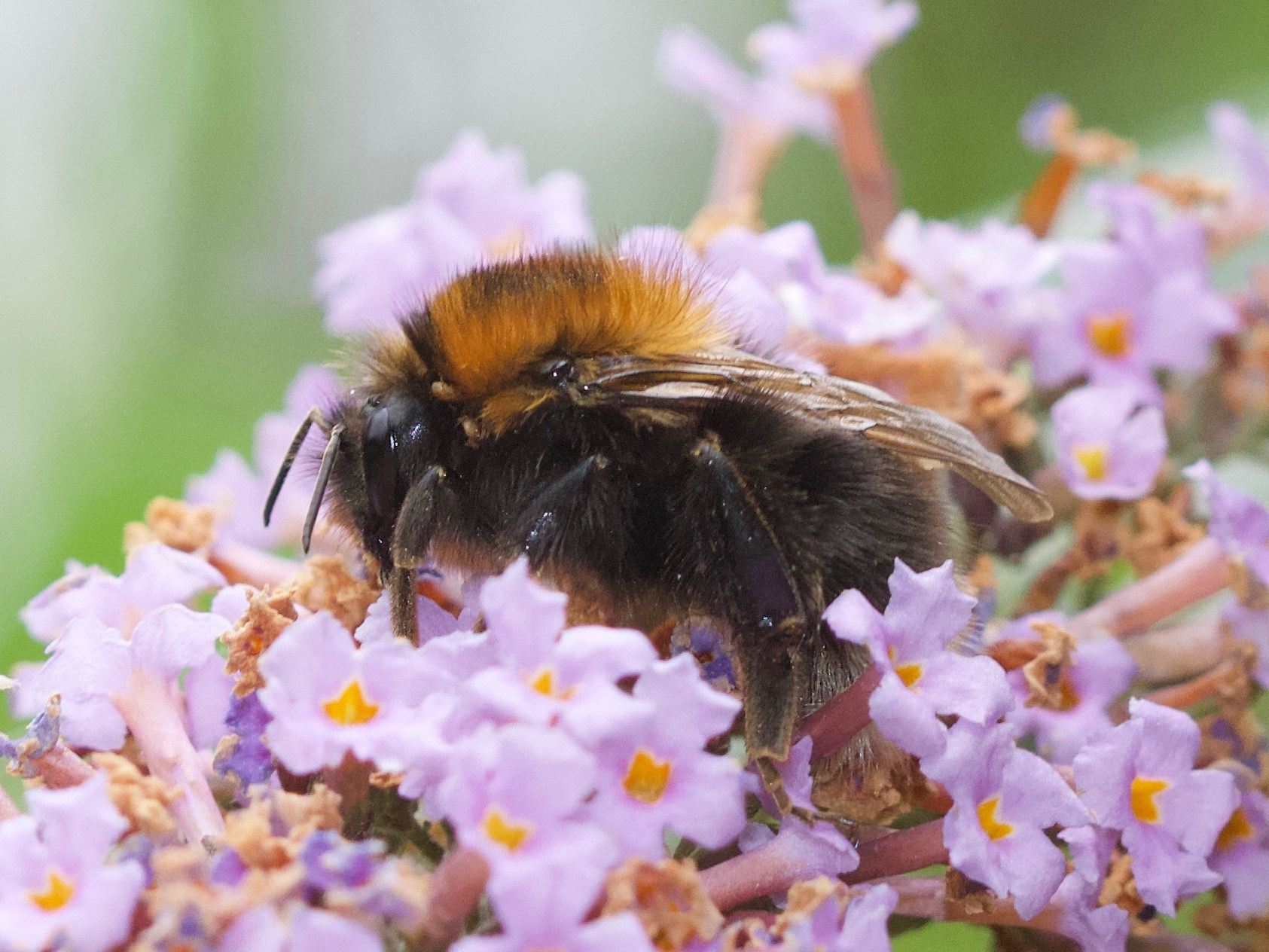 bombus_hypnorum1md