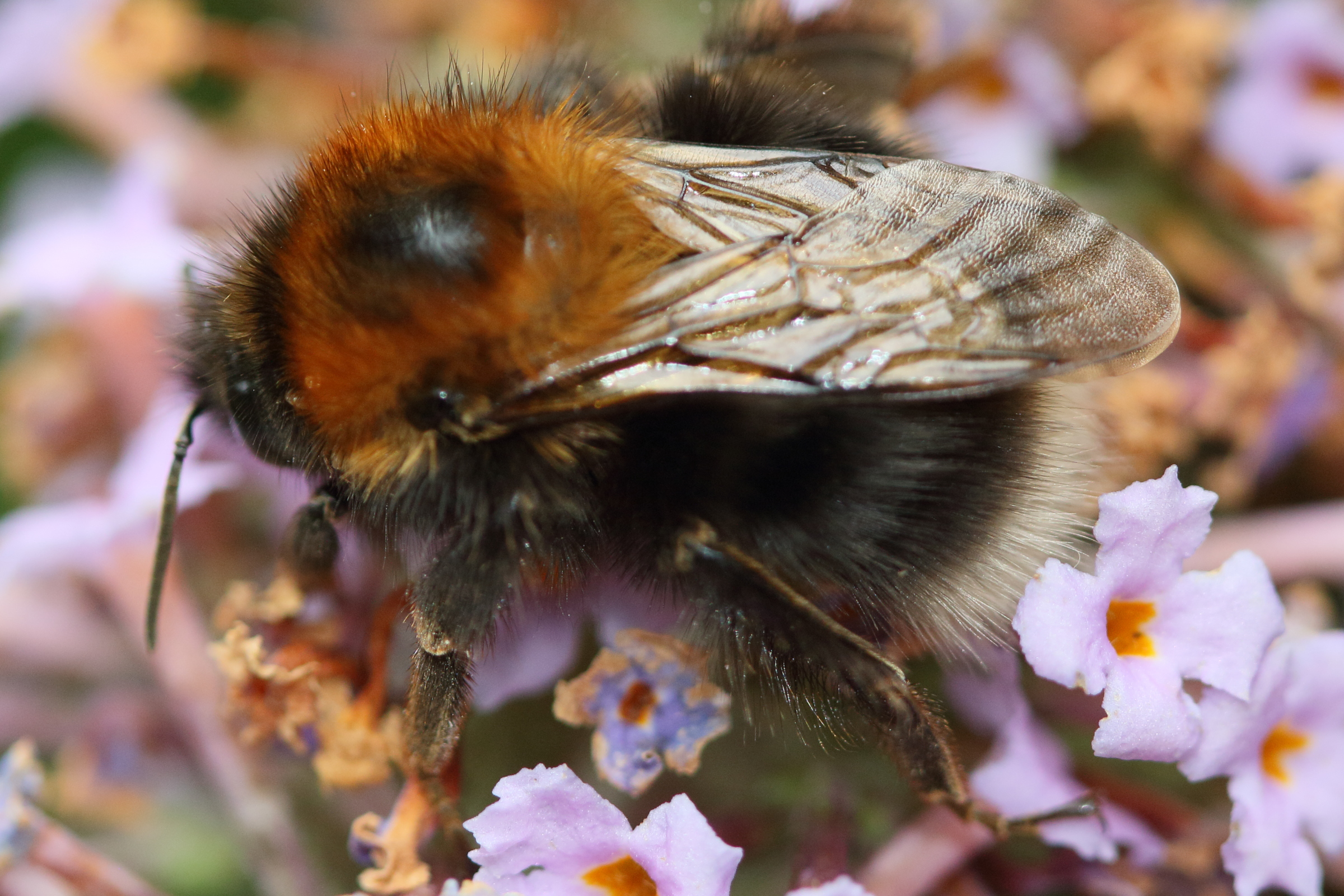 bombus_hypnorum2md