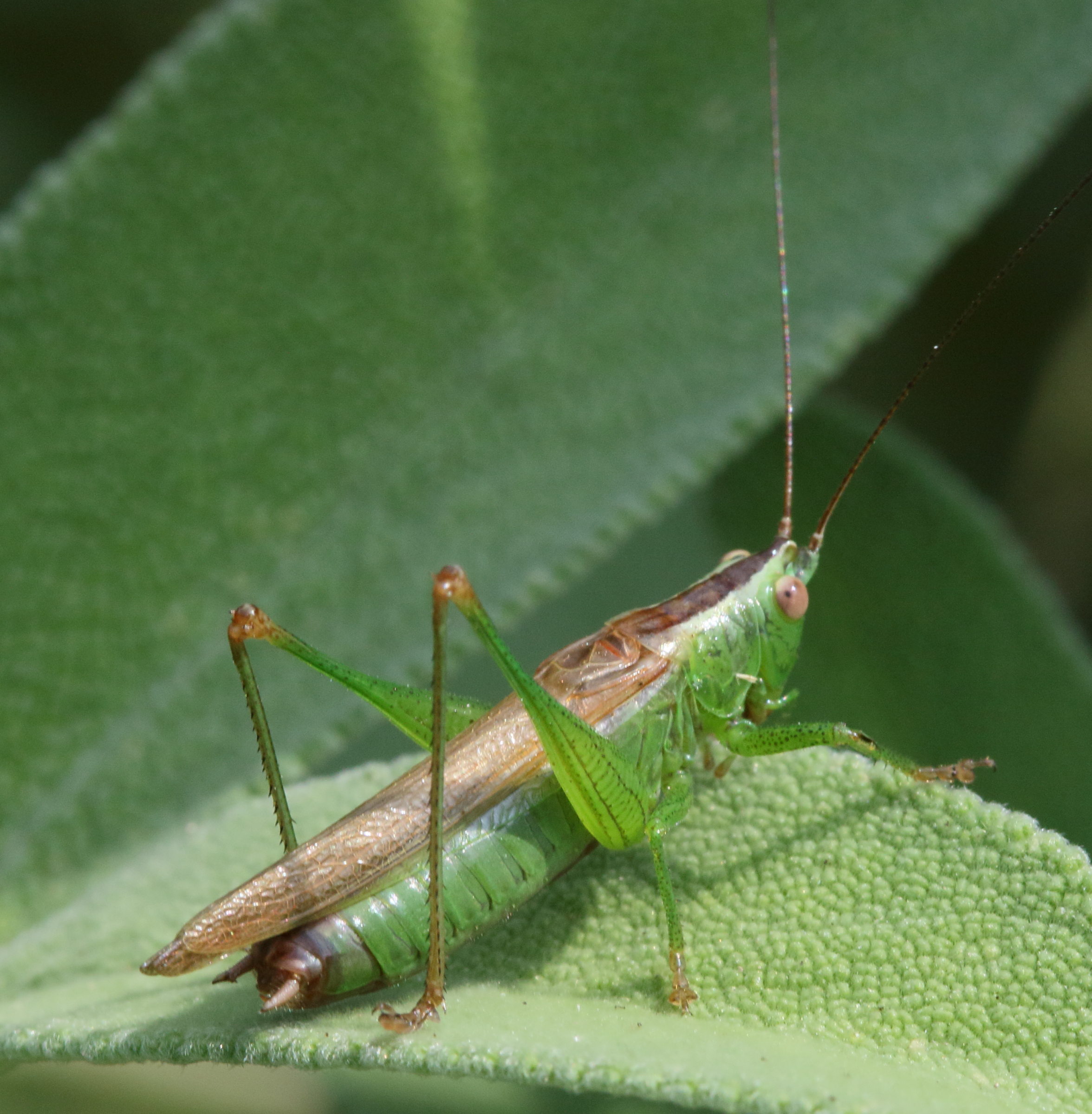 conocephalus_fuscus8md