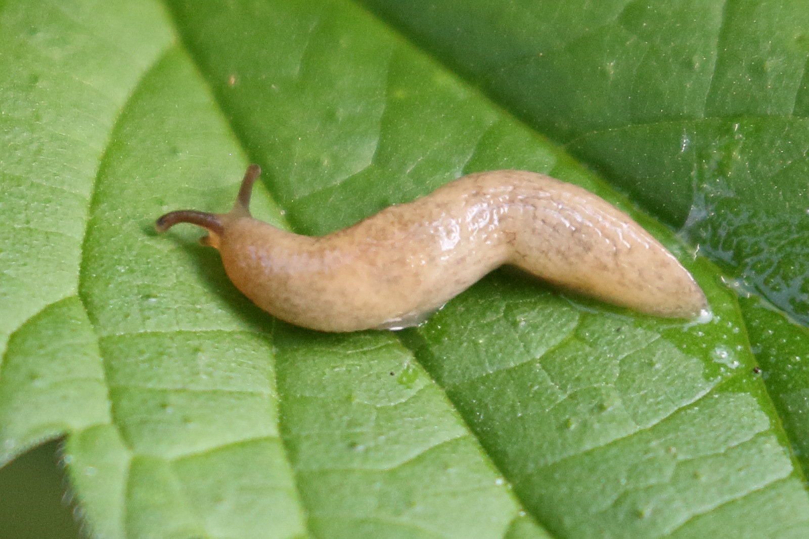 Afficher le média deroceras_reticulatus6bd deroceras_reticulatus6bd