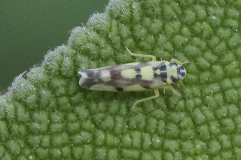 eupteryx_aurata3mdjpg