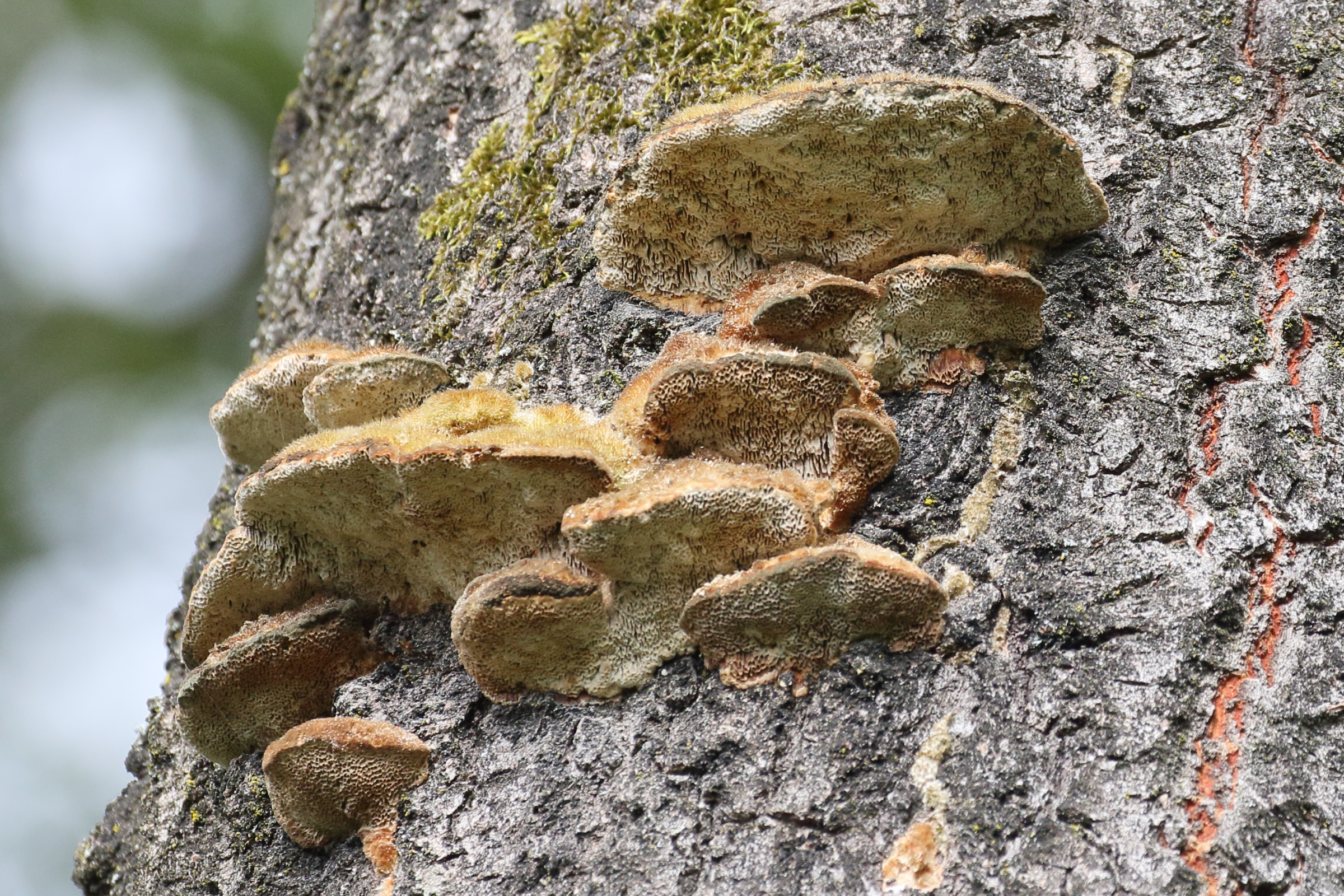 Afficher le média funalia_trogii4bd funalia_trogii4bd