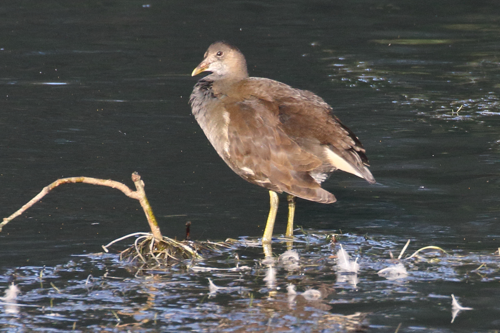 gallinule_poule_d-eau_-_gallinula_chloropus15bd