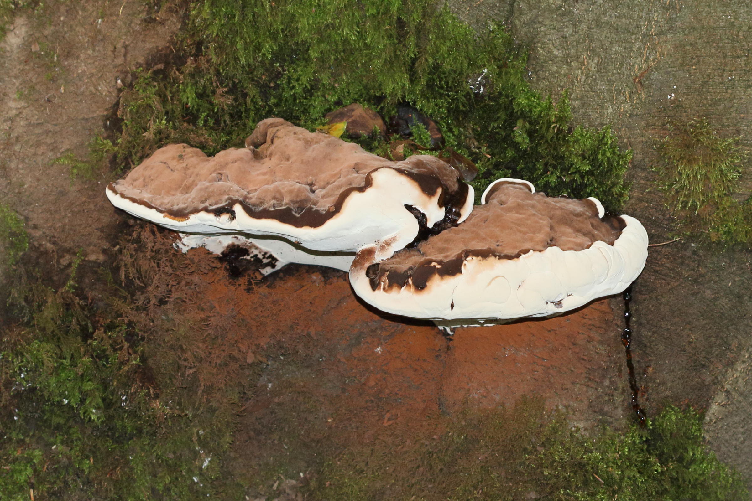 Afficher le média ganoderma_adspersum6md ganoderma_adspersum6md