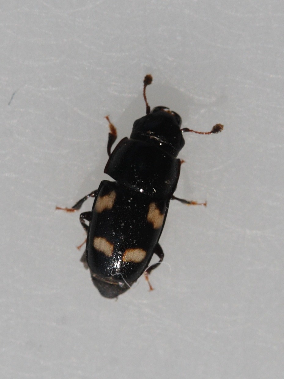 Afficher le média glischrochilus_quadrisignatus1md glischrochilus_quadrisignatus1md