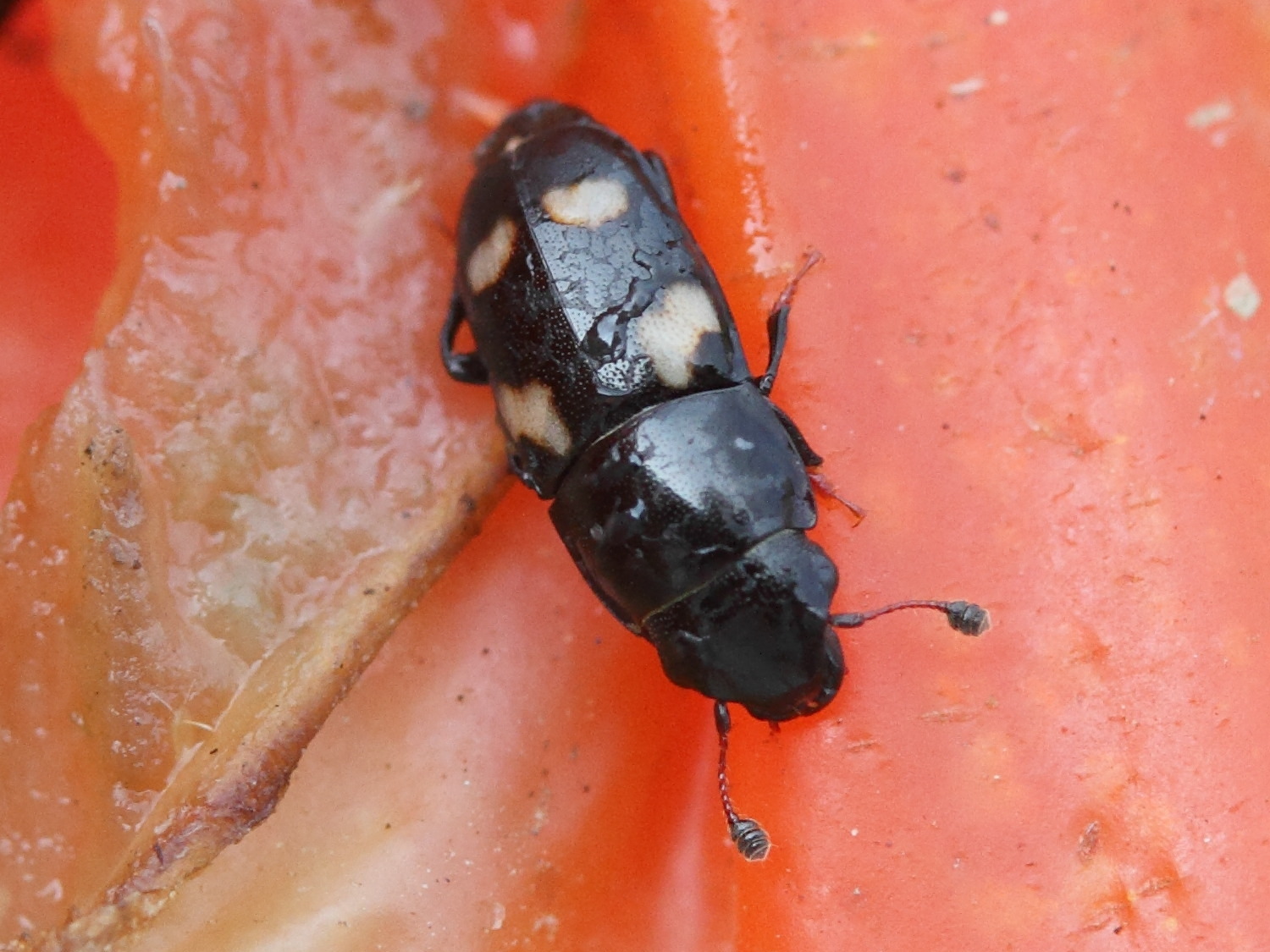 Afficher le média glischrochilus_quadrisignatus2md glischrochilus_quadrisignatus2md