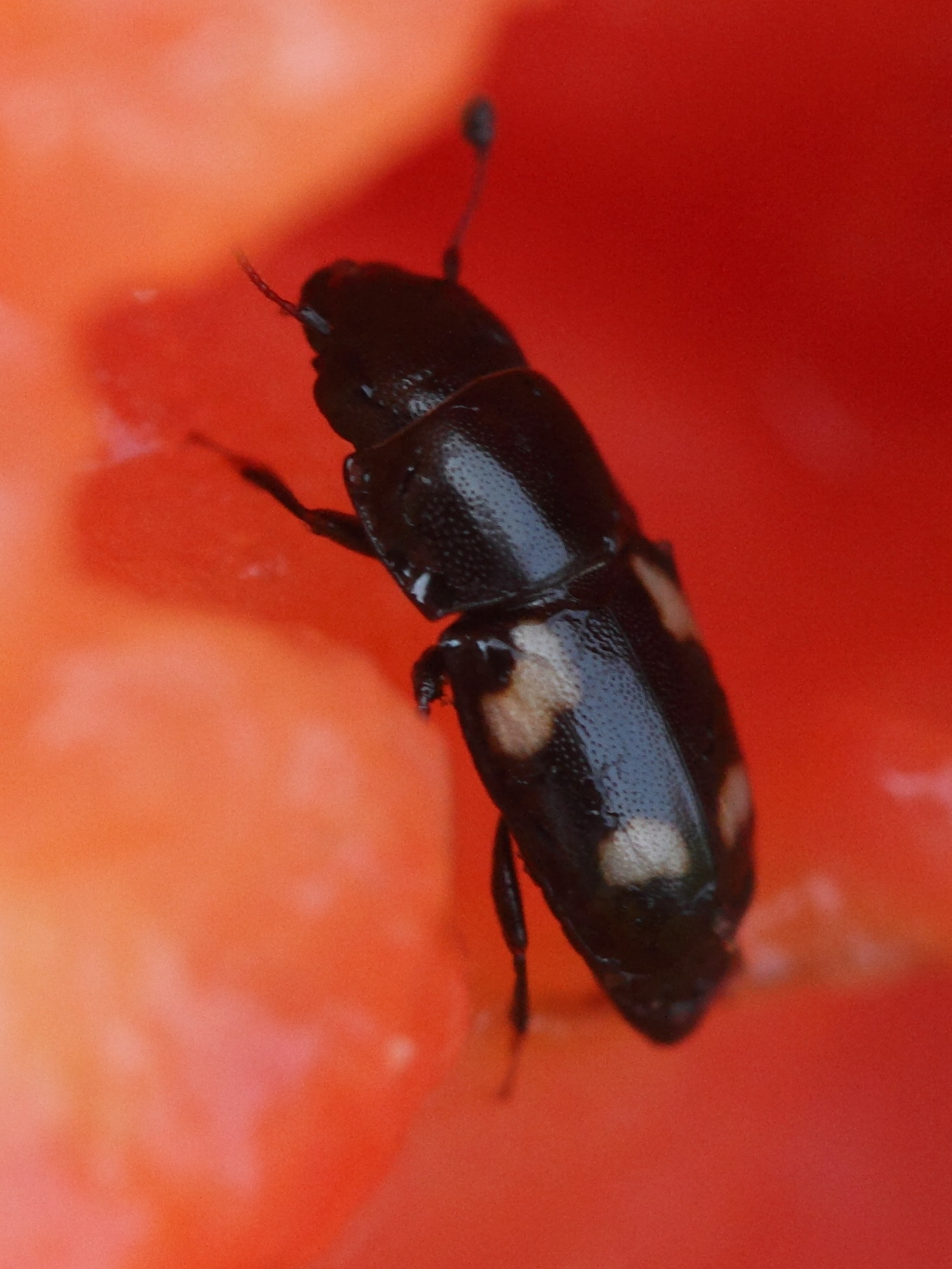 Afficher le média glischrochilus_quadrisignatus3md glischrochilus_quadrisignatus3md