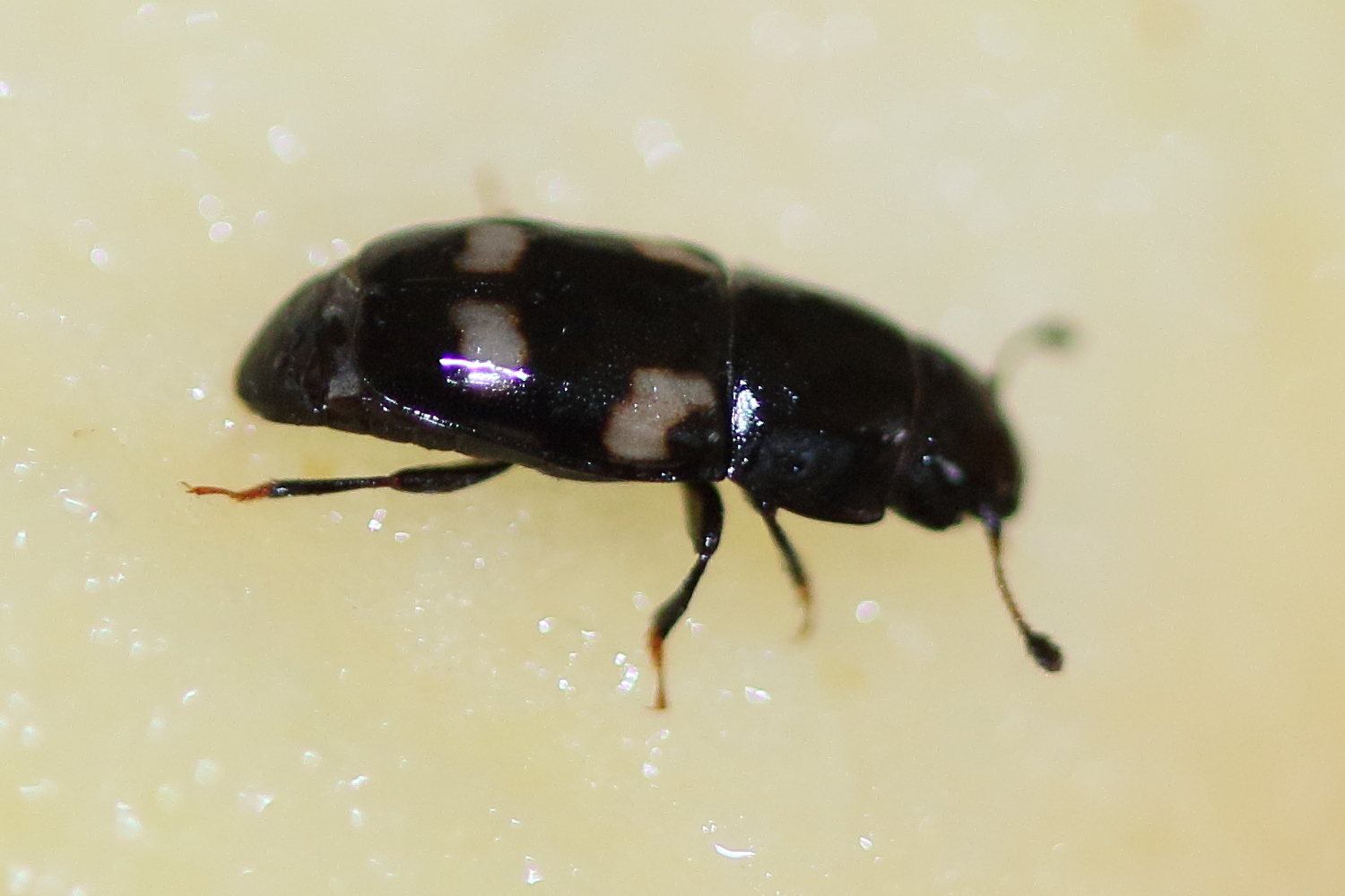 Afficher le média glischrochilus_quadrisignatus4md glischrochilus_quadrisignatus4md