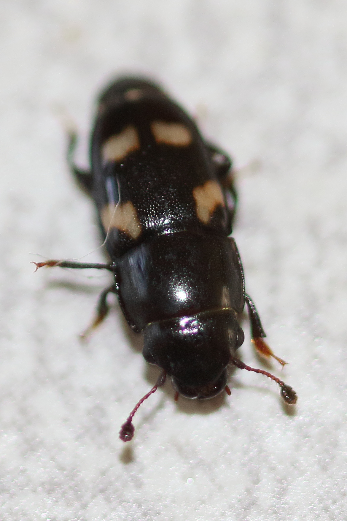 Afficher le média glischrochilus_quadrisignatus5md glischrochilus_quadrisignatus5md