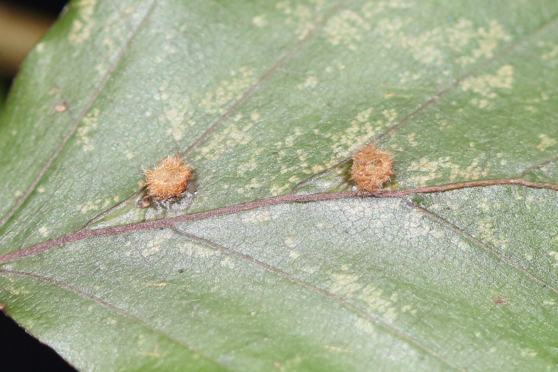 hartigiola_annulipes_galle5md