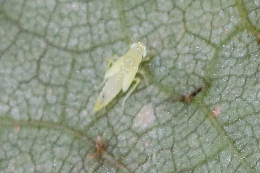 alebra_coryli_juv1md