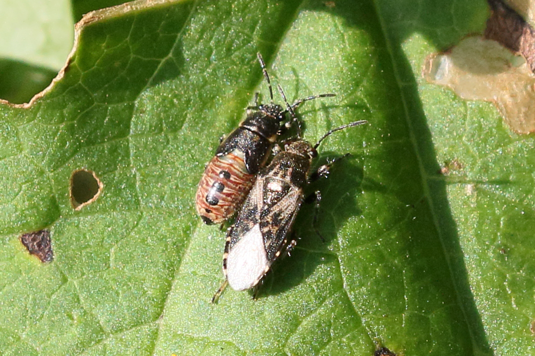 heterogaster_urticae3bd