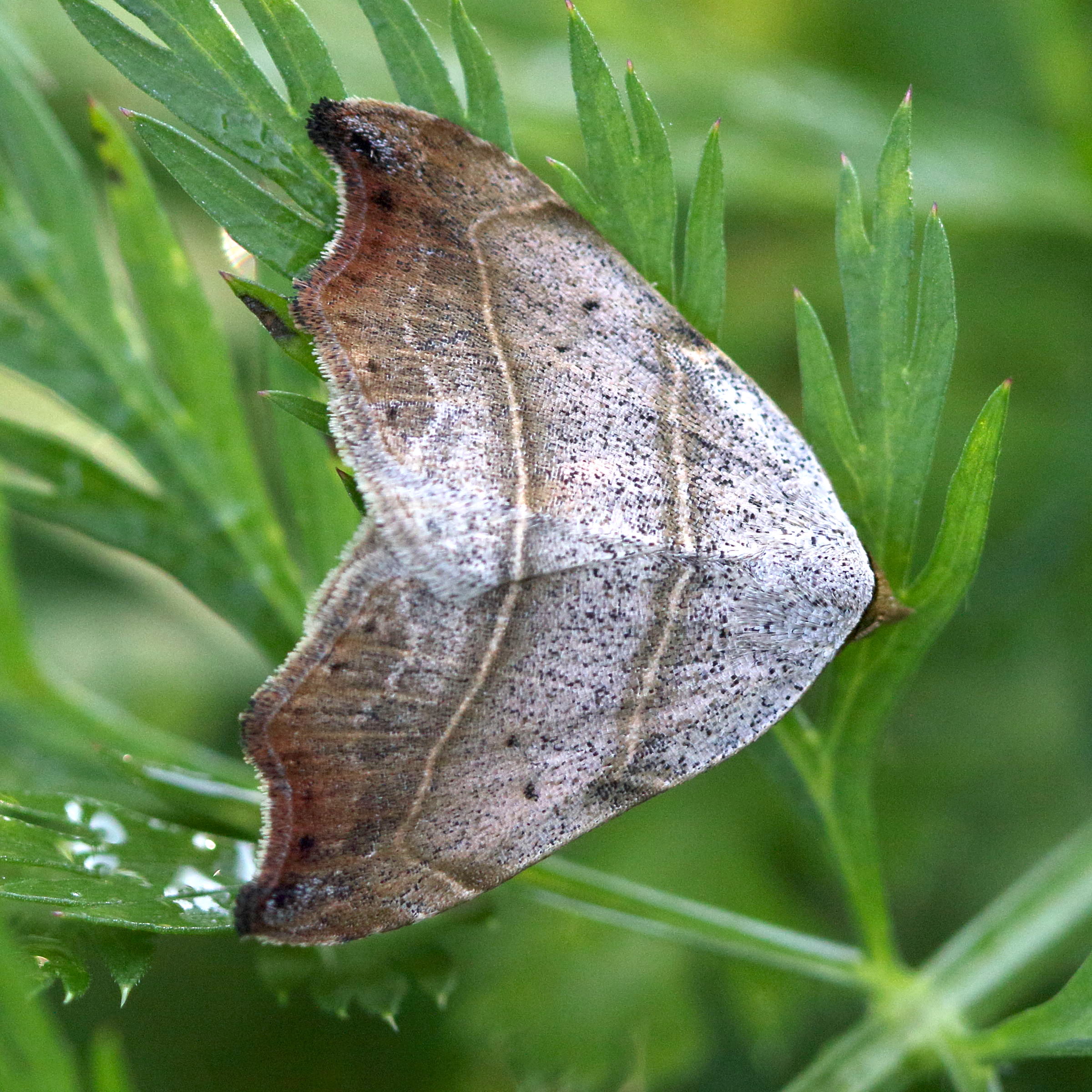 laspeyria_flexula1md