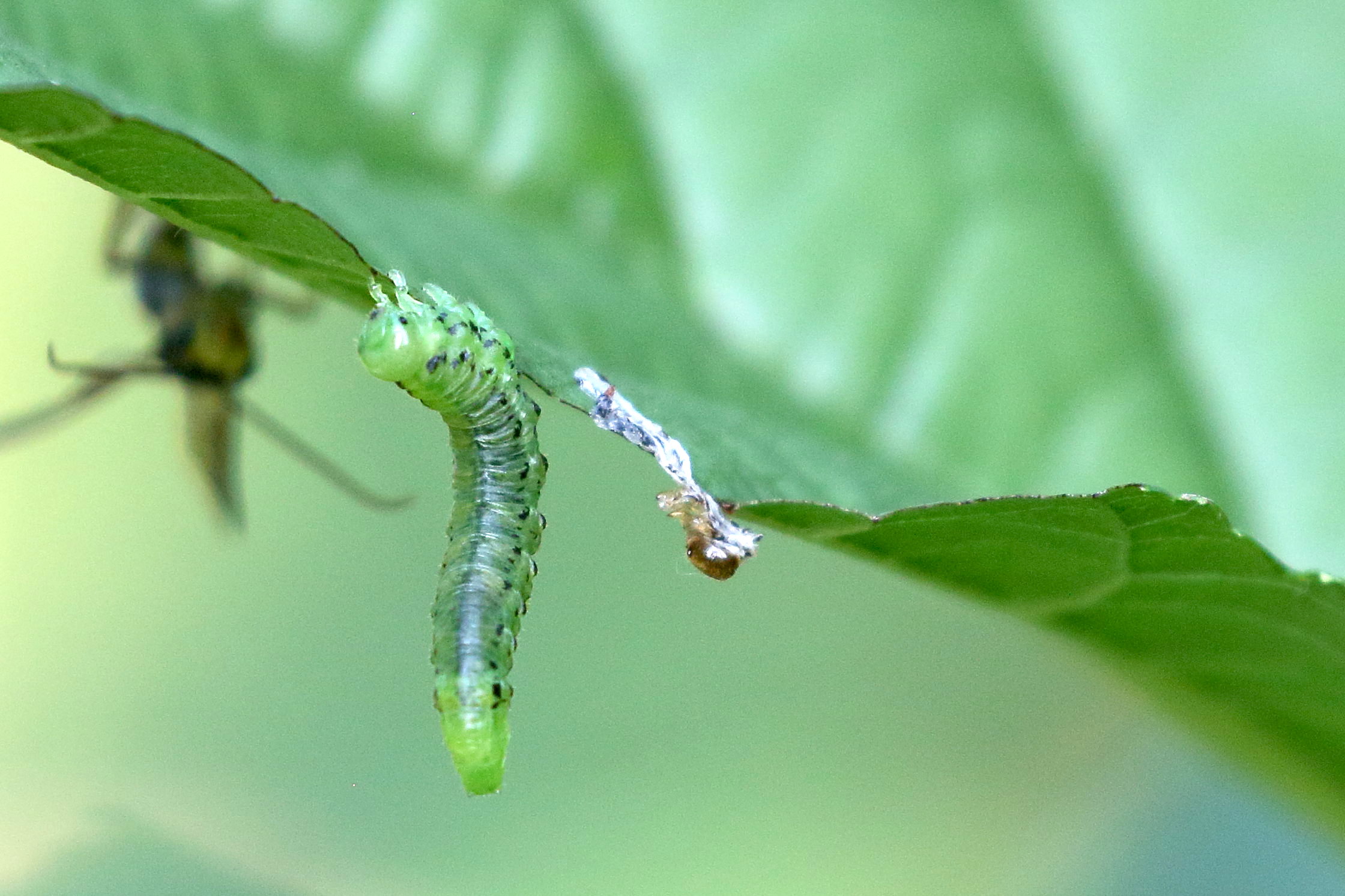 nematus_alniastri2bd