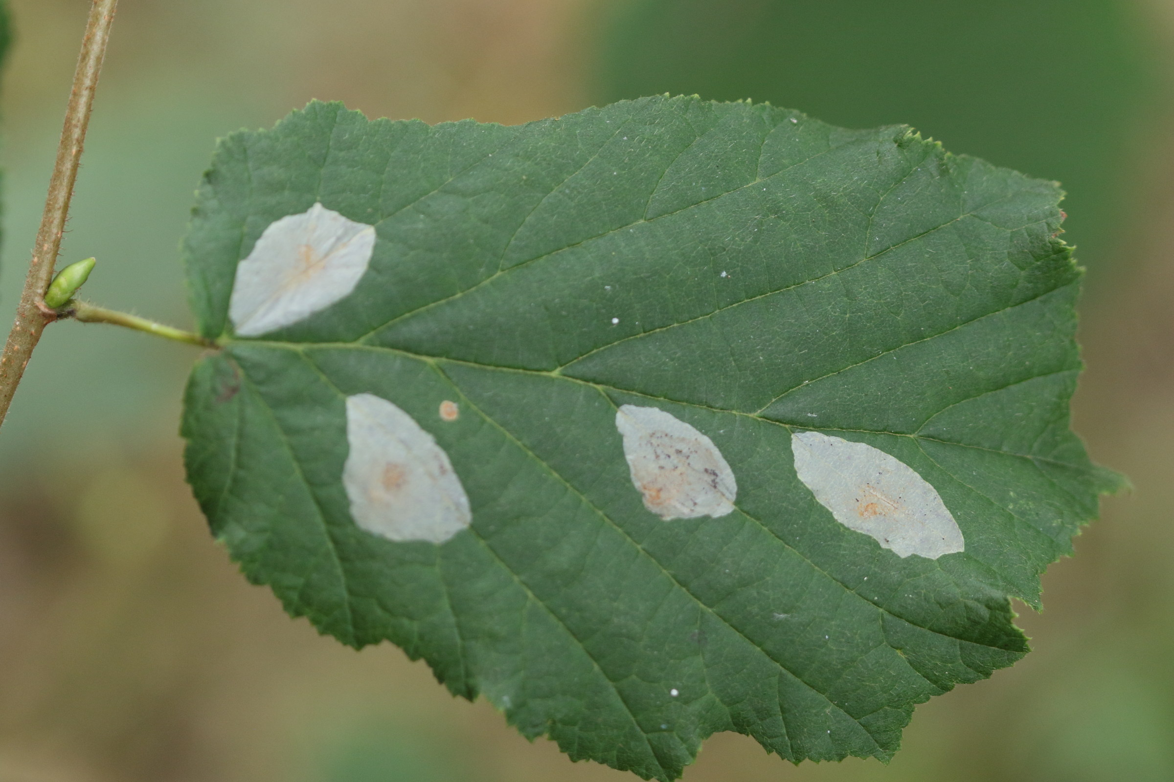 phyllonoricter_coryli_mine1md