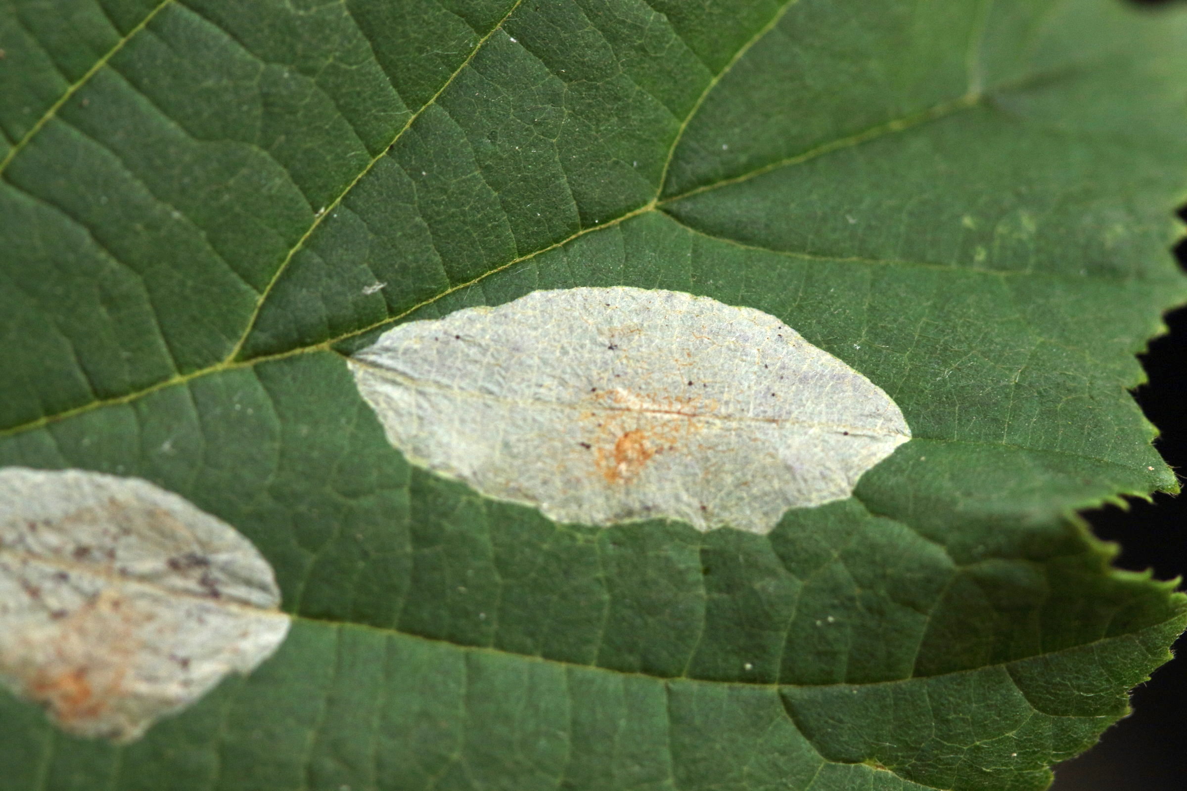 phyllonoricter_coryli_mine2md