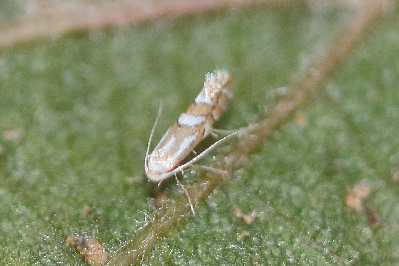 phyllonorycter_coryli1bd