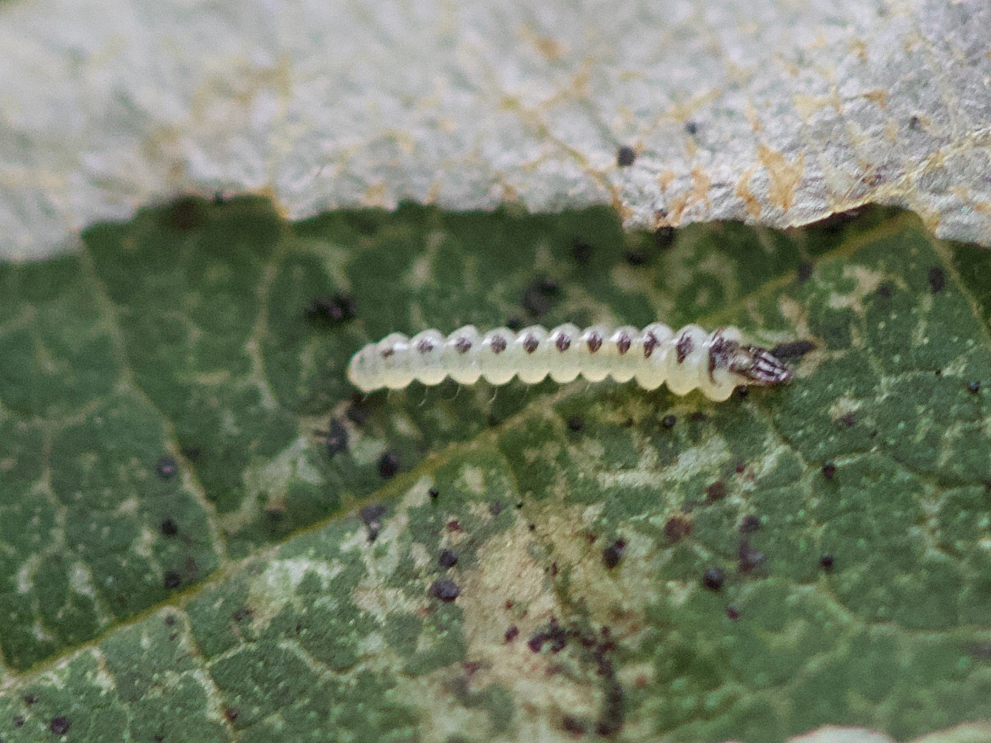 phyllonorycter_coryli_larv1md