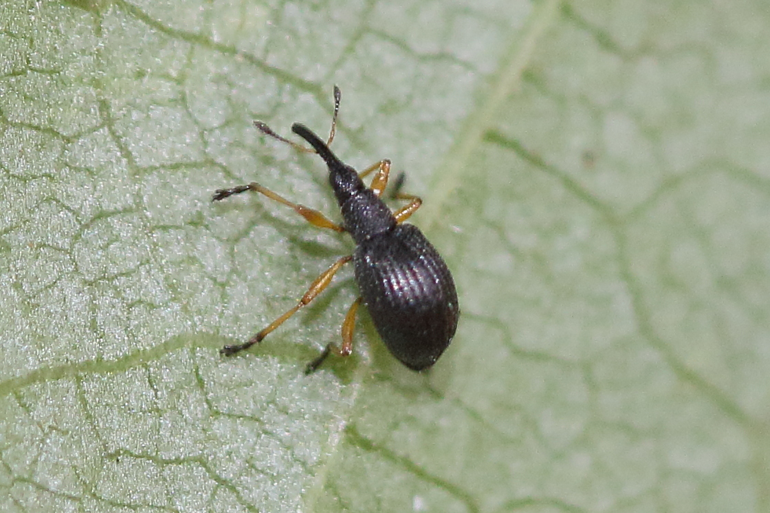 protapion_fulvipes1md