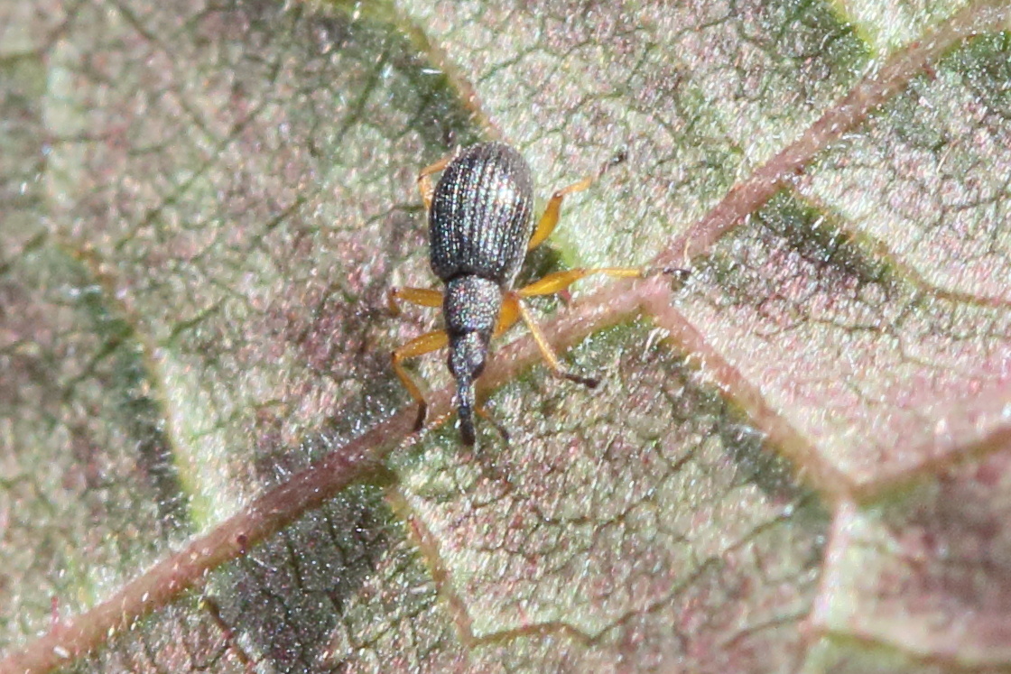 protapion_fulvipes2md