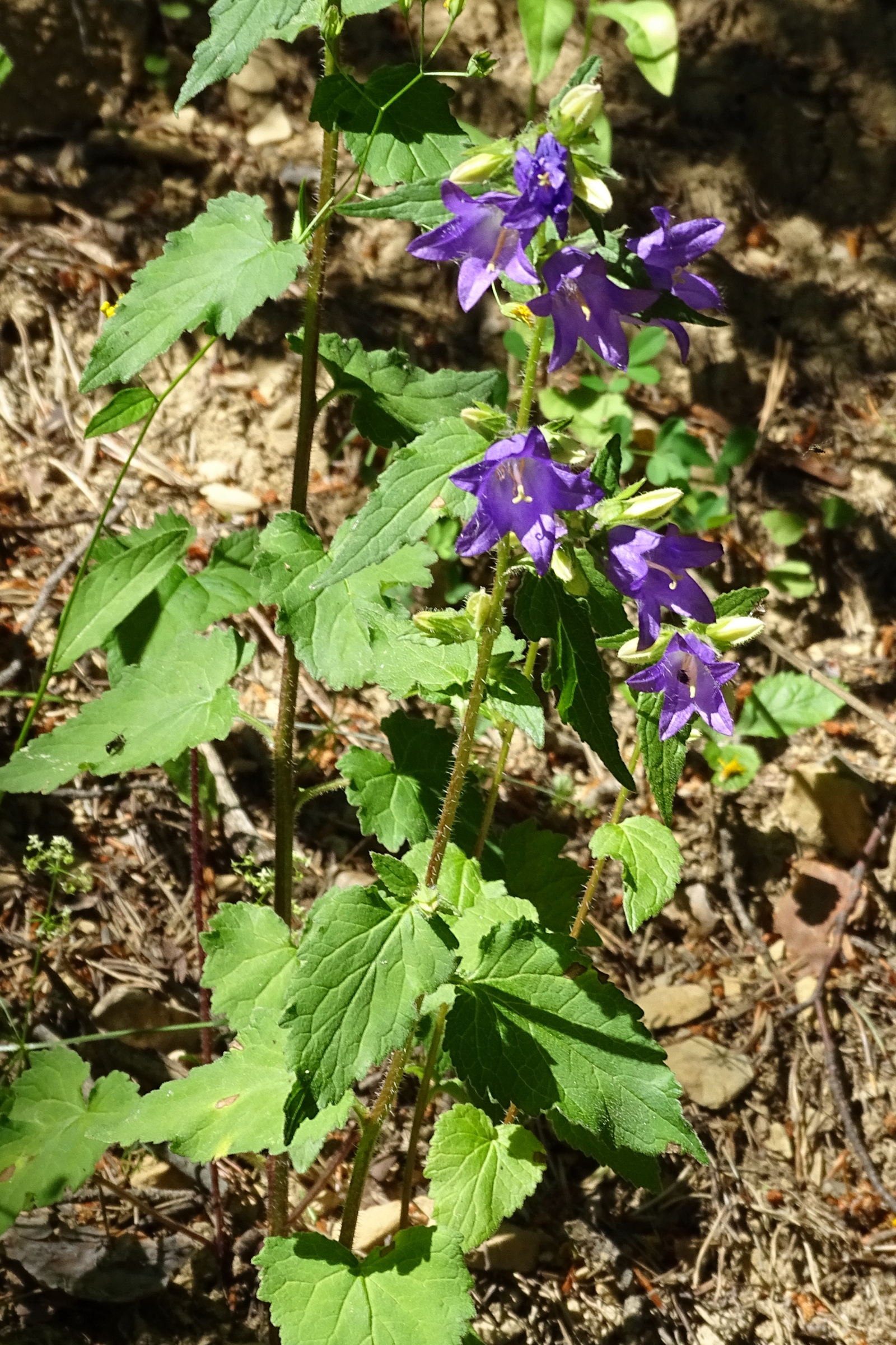 Afficher le média campanula_trachelium1mv campanula_trachelium1mv