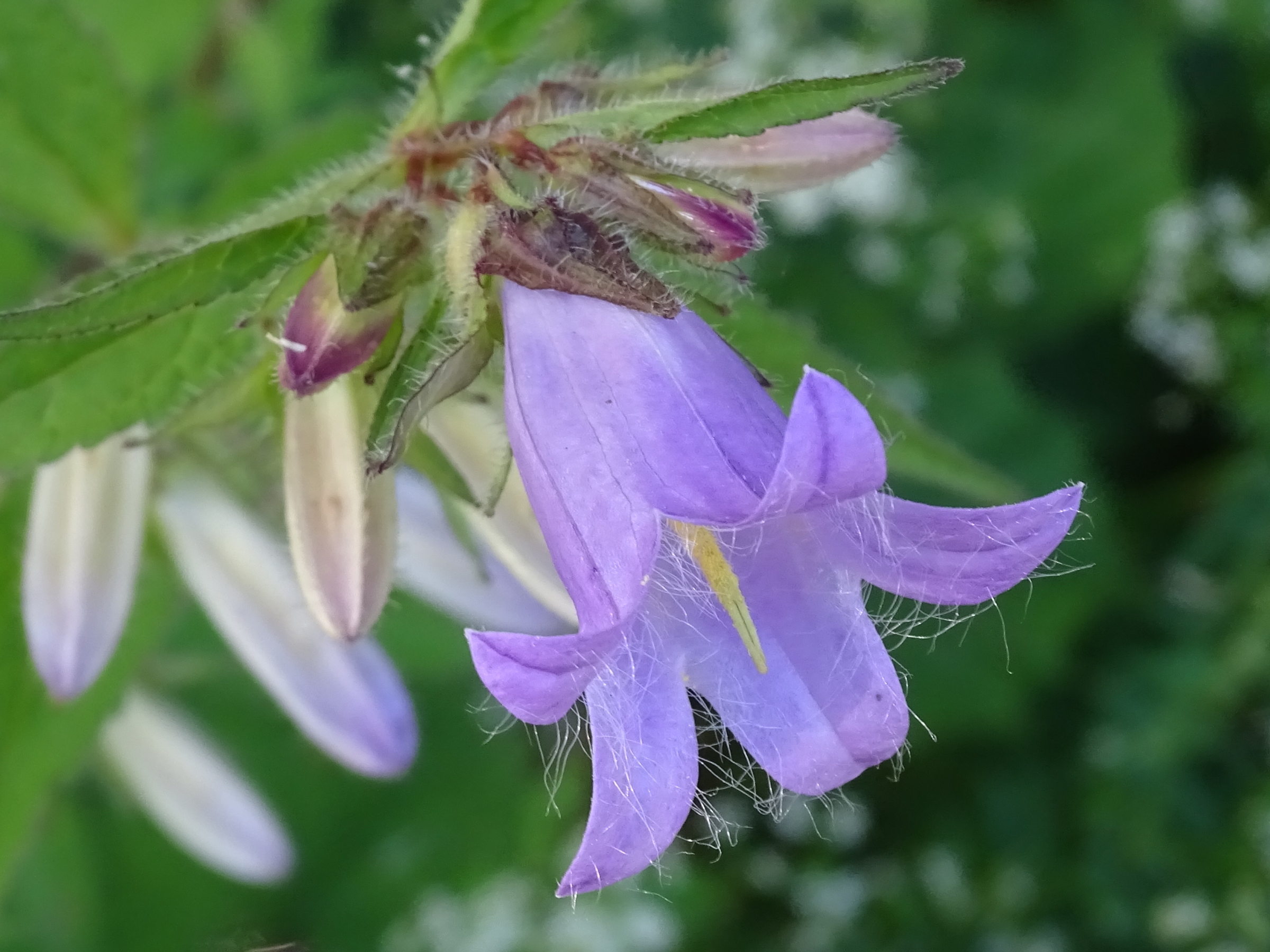 Afficher le média campanula_trachellum2mv campanula_trachellum2mv