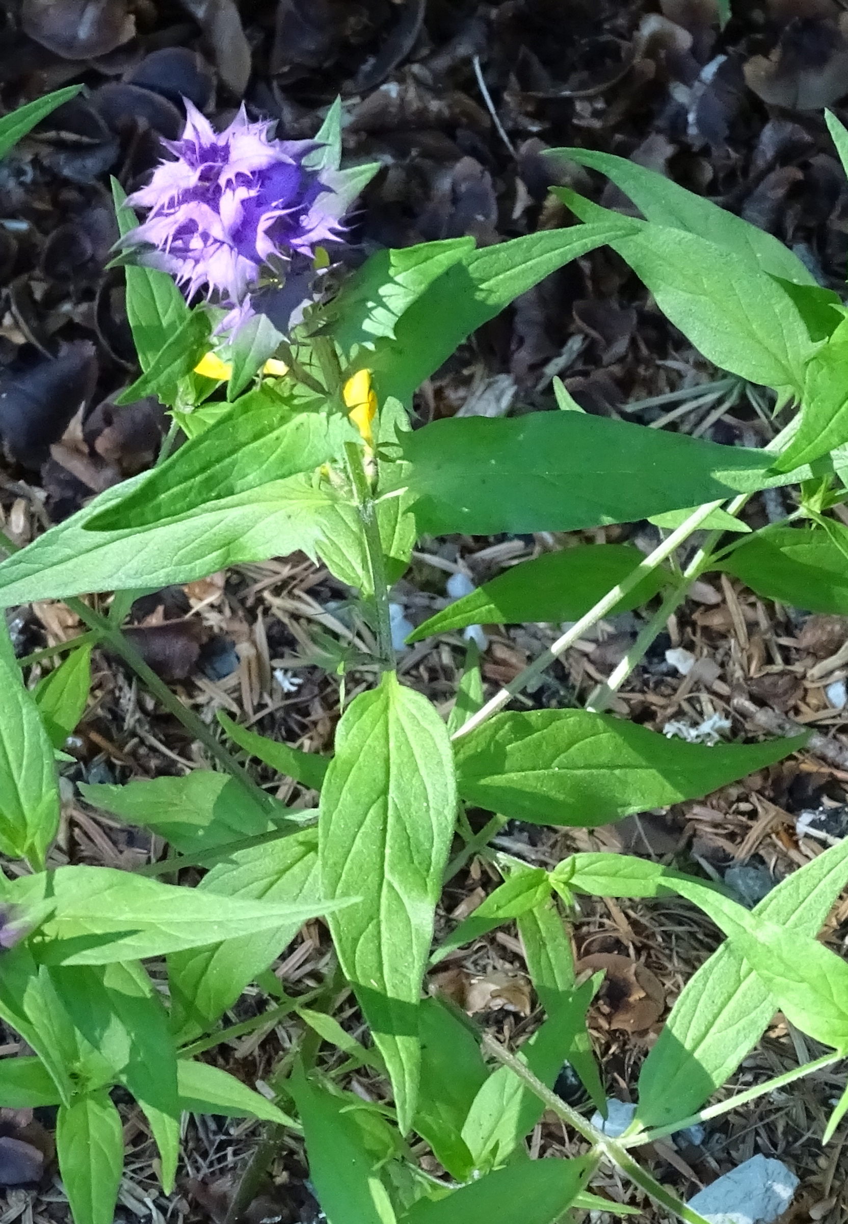 melampyrum_nemorosum3mv