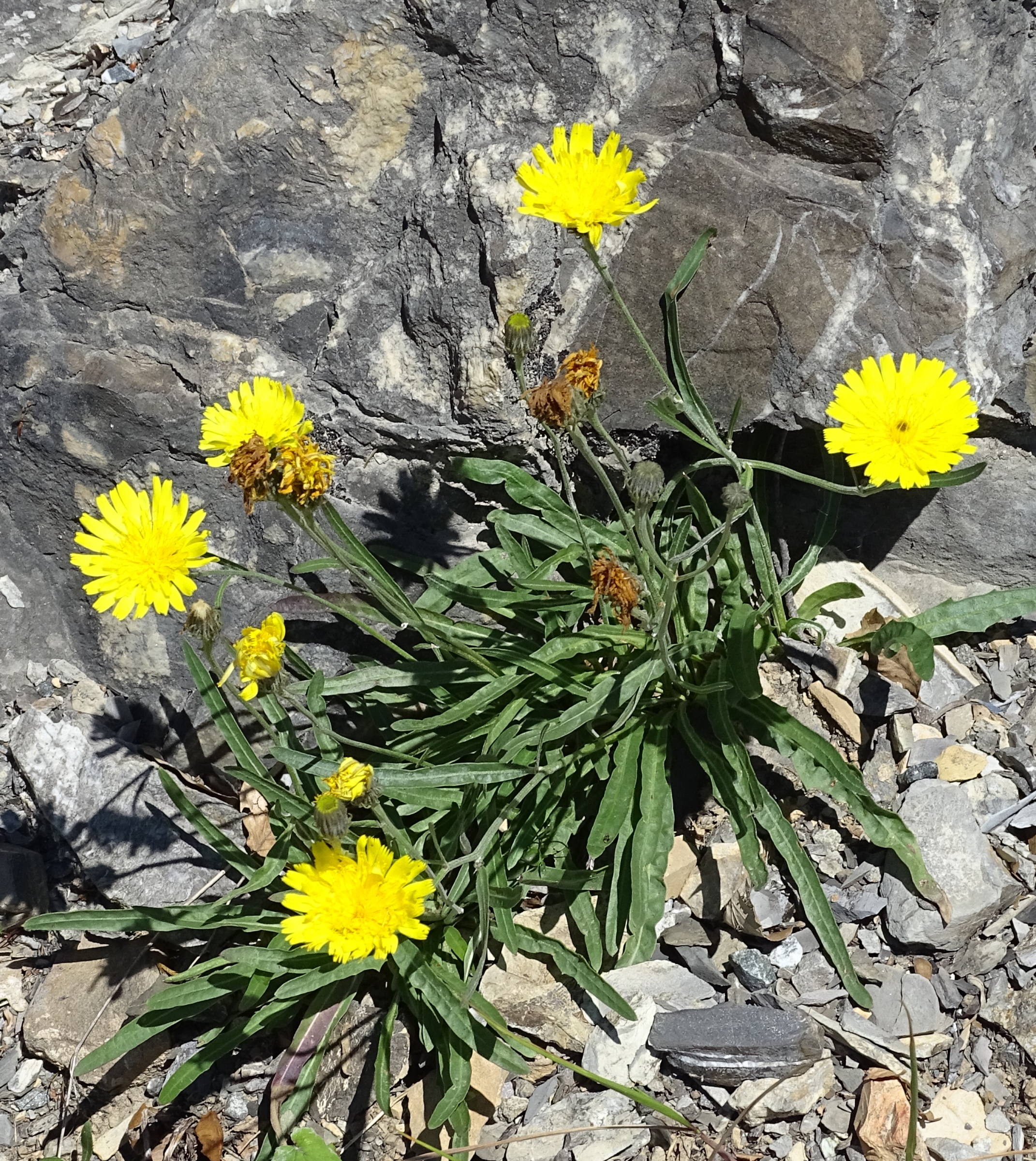 tolpis_staticifolia1mv