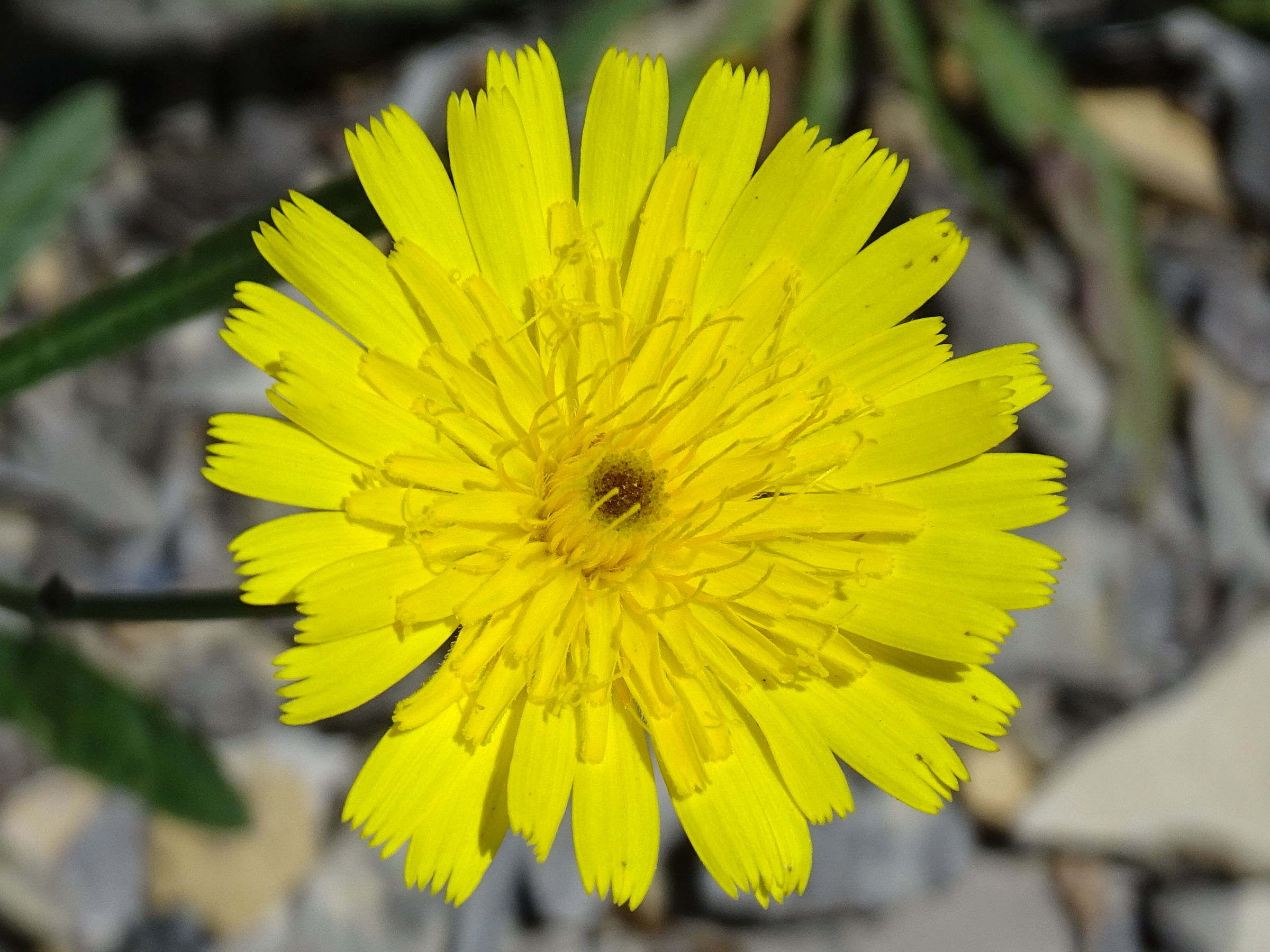 tolpis_staticifolia2mv