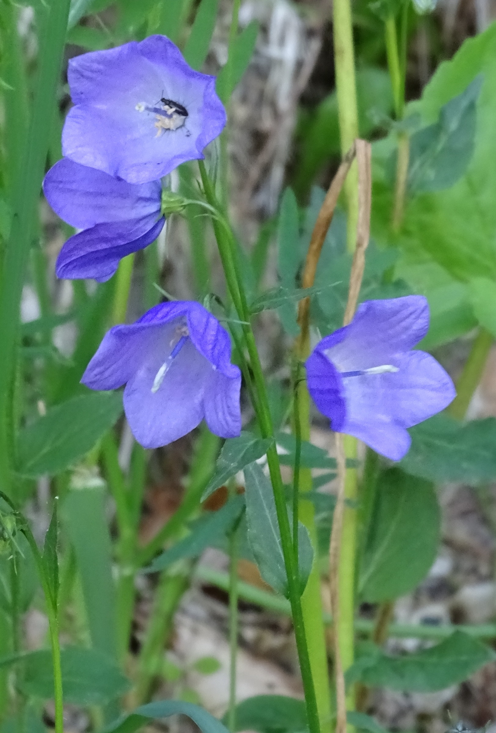Afficher le média campanula_rhomboidalis2mv campanula_rhomboidalis2mv