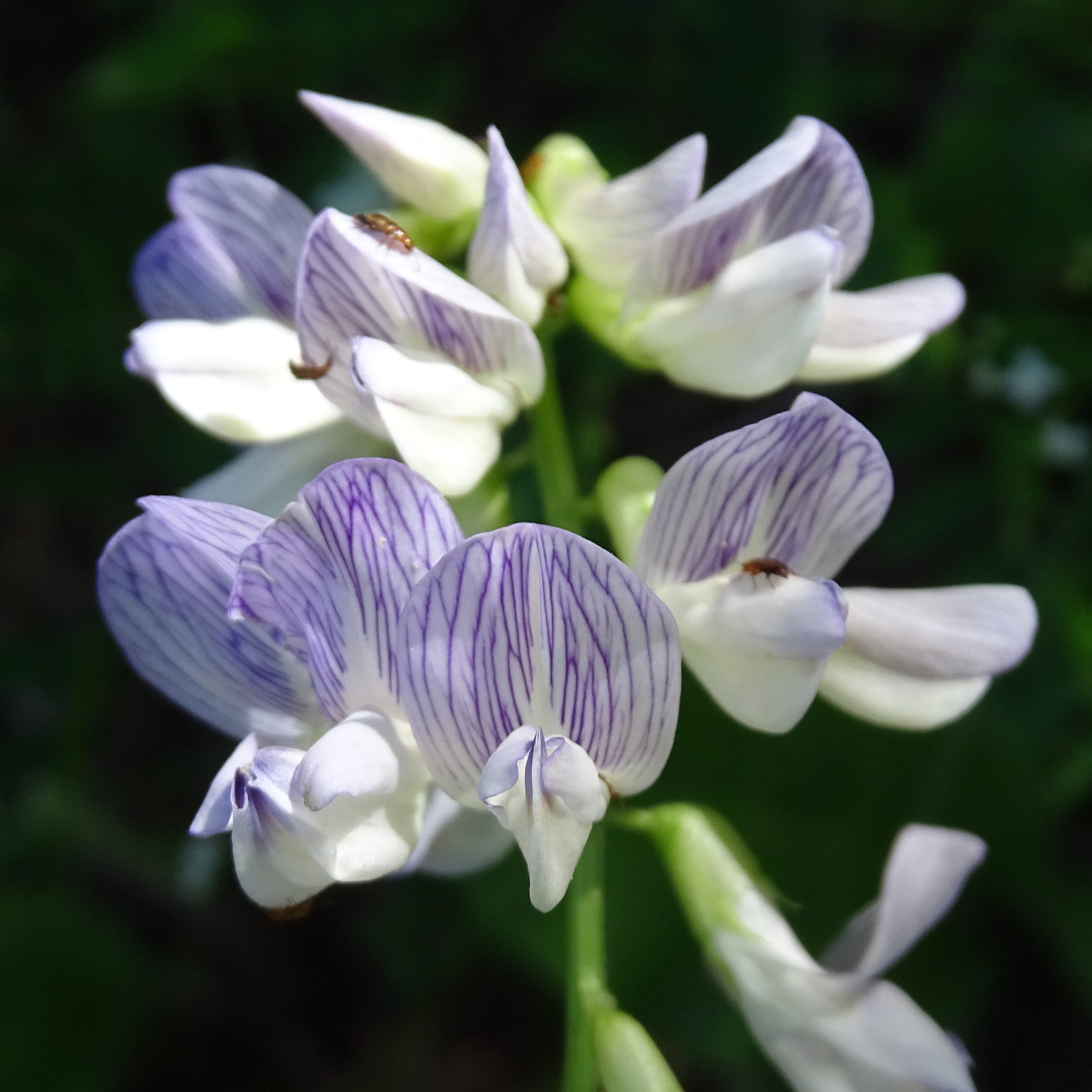 ervilia_sylvatica3mv