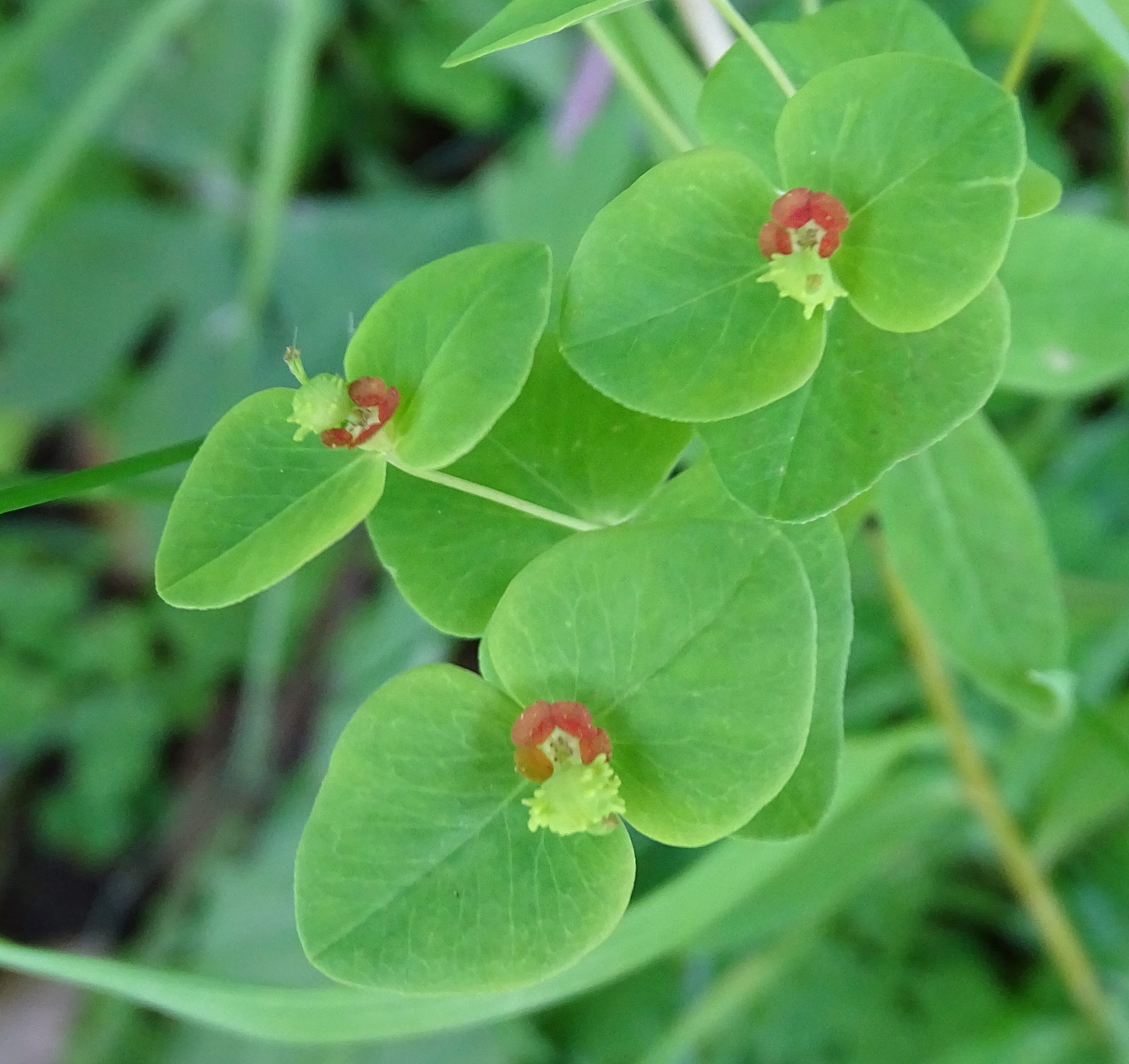 Afficher le média euphorbia_dulcis6mv euphorbia_dulcis6mv