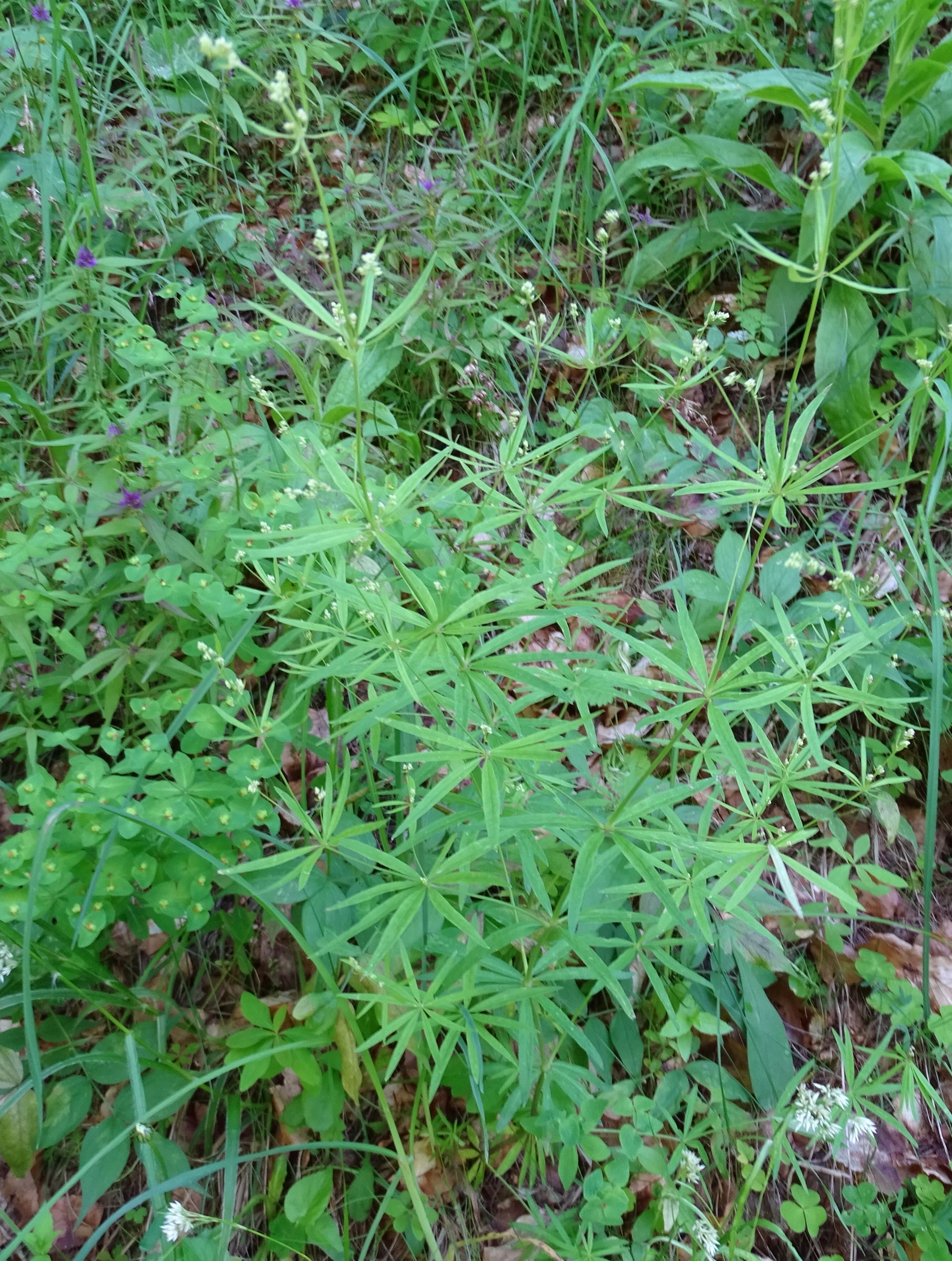 Afficher le média galium_aristatum1mv galium_aristatum1mv