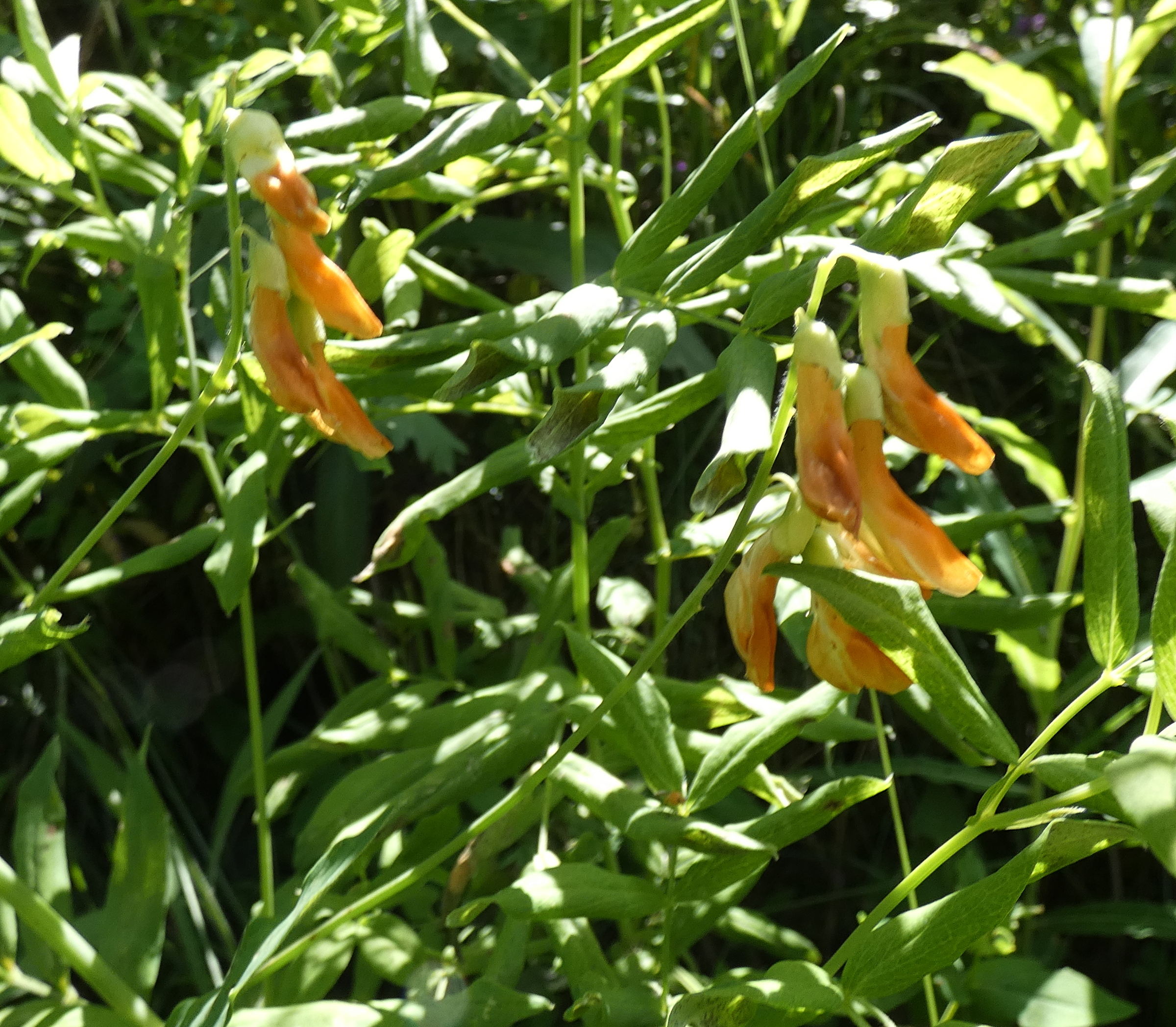 lathyrus_ochraceus1gv