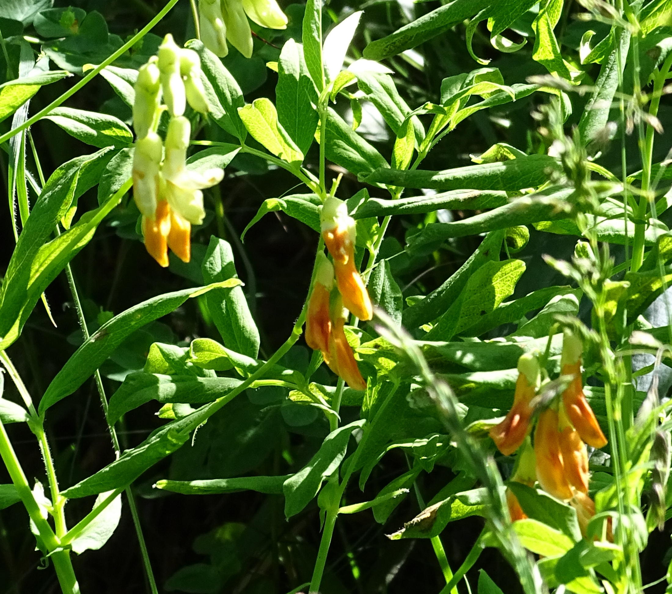 lathyrus_ochraceus3mv