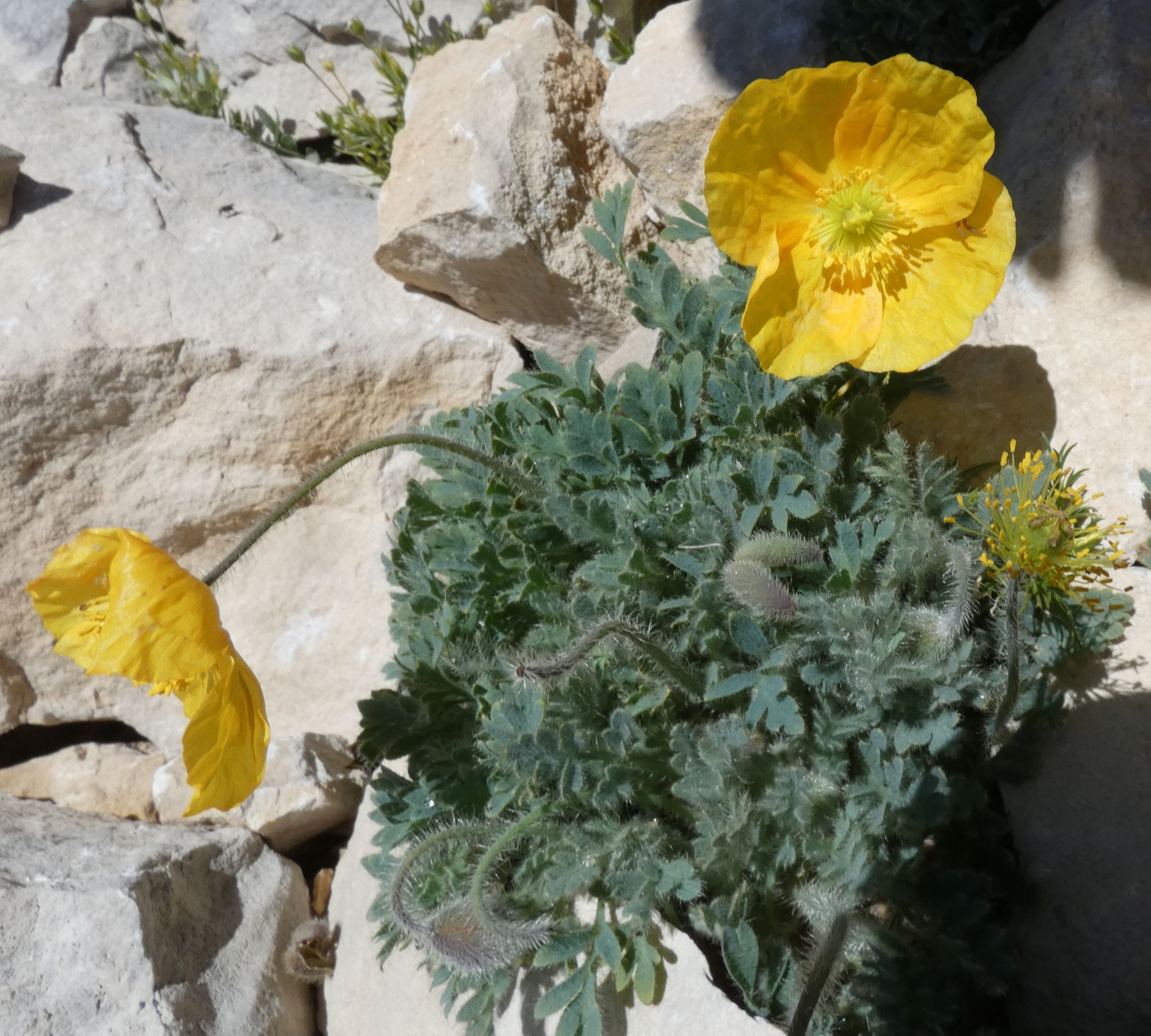 Afficher le média papaver_alpinum_alpinum4gv papaver_alpinum_alpinum4gv