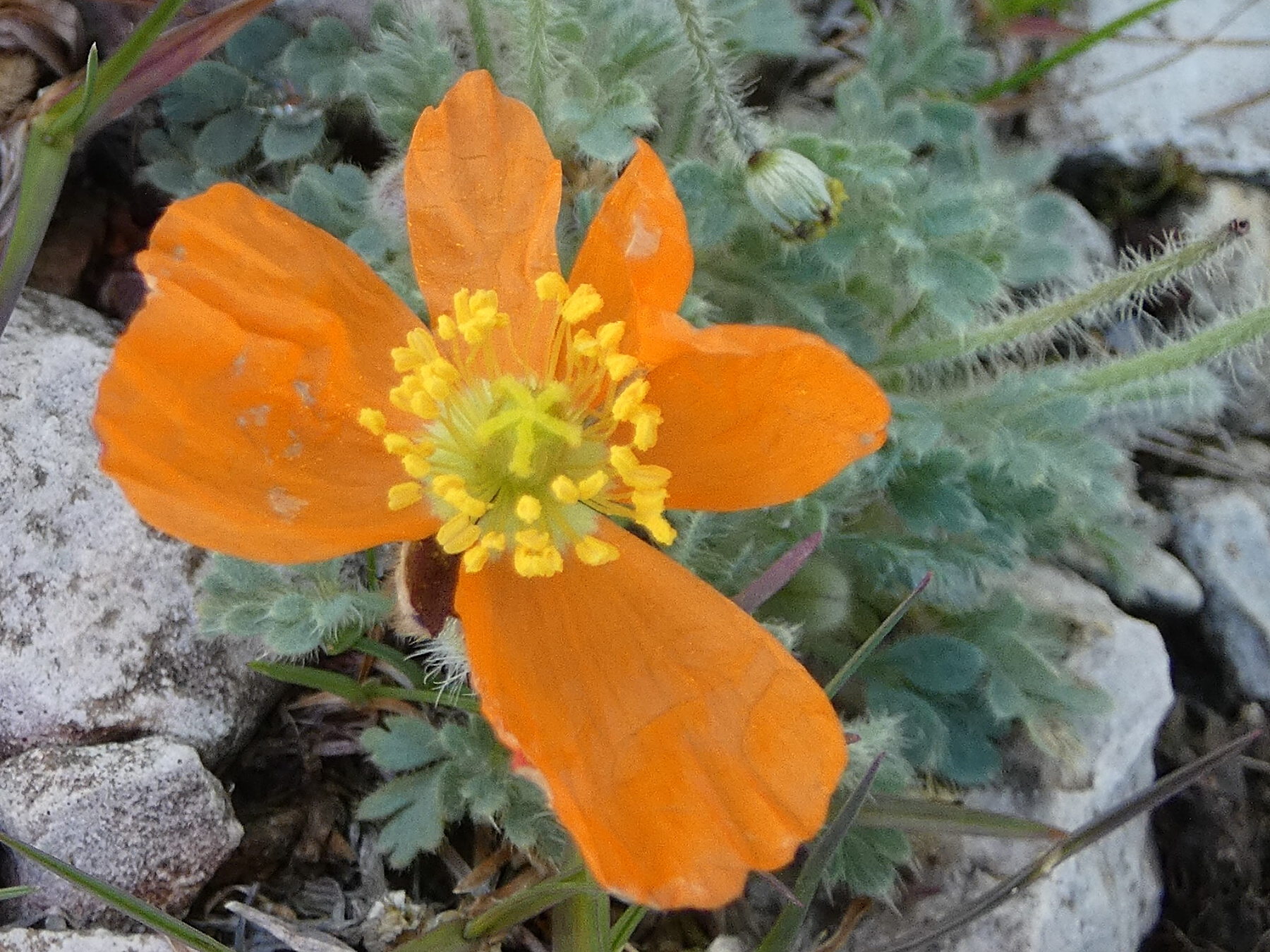 Afficher le média papaver_alpinum_alpinum5gv papaver_alpinum_alpinum5gv