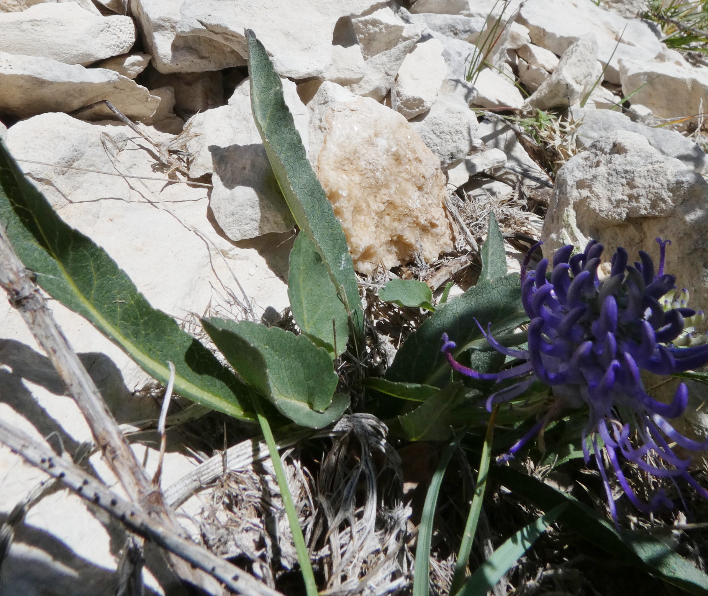 phyteuma_charmelii1gv