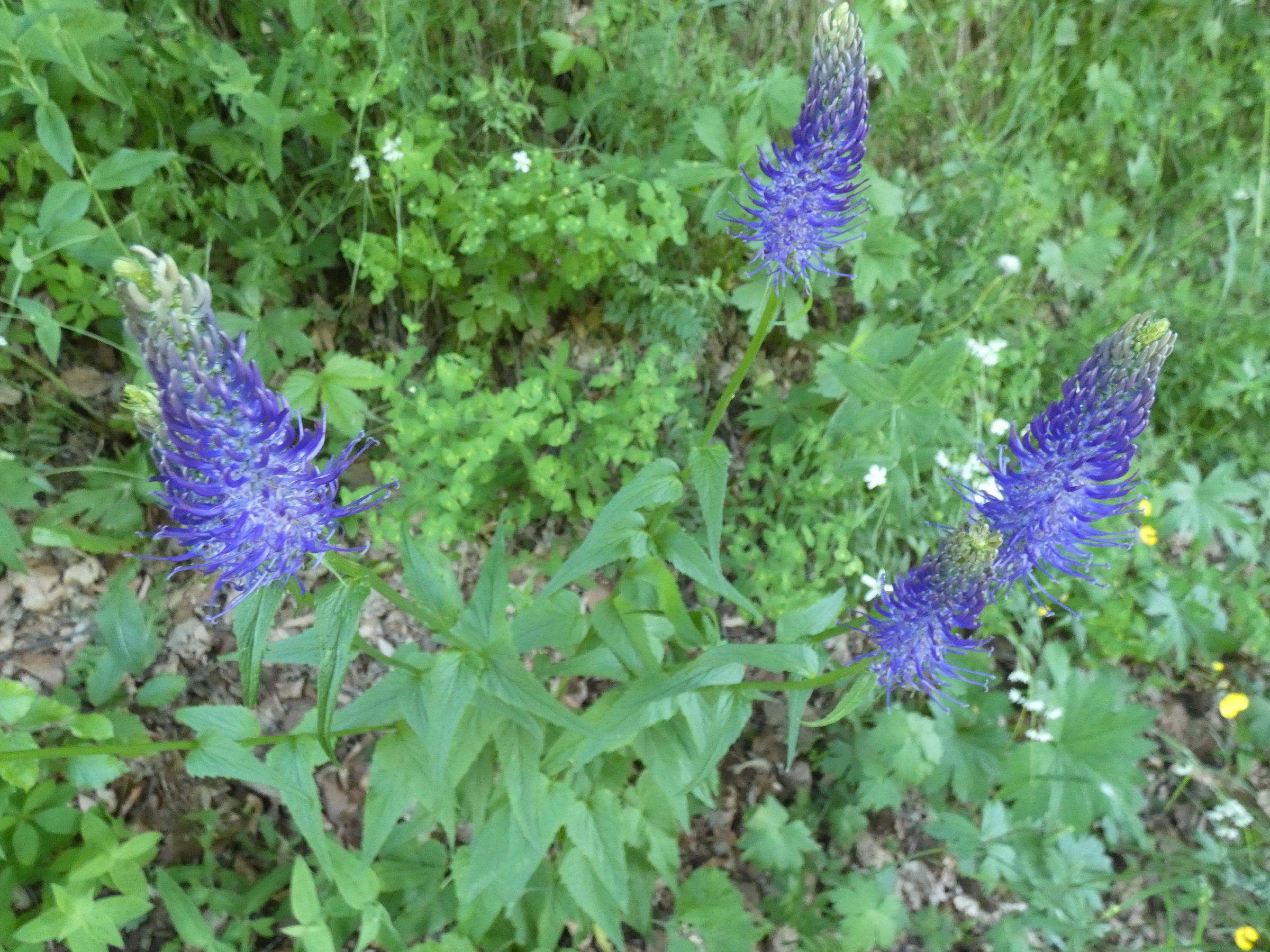 phyteuma_spicatum5gv