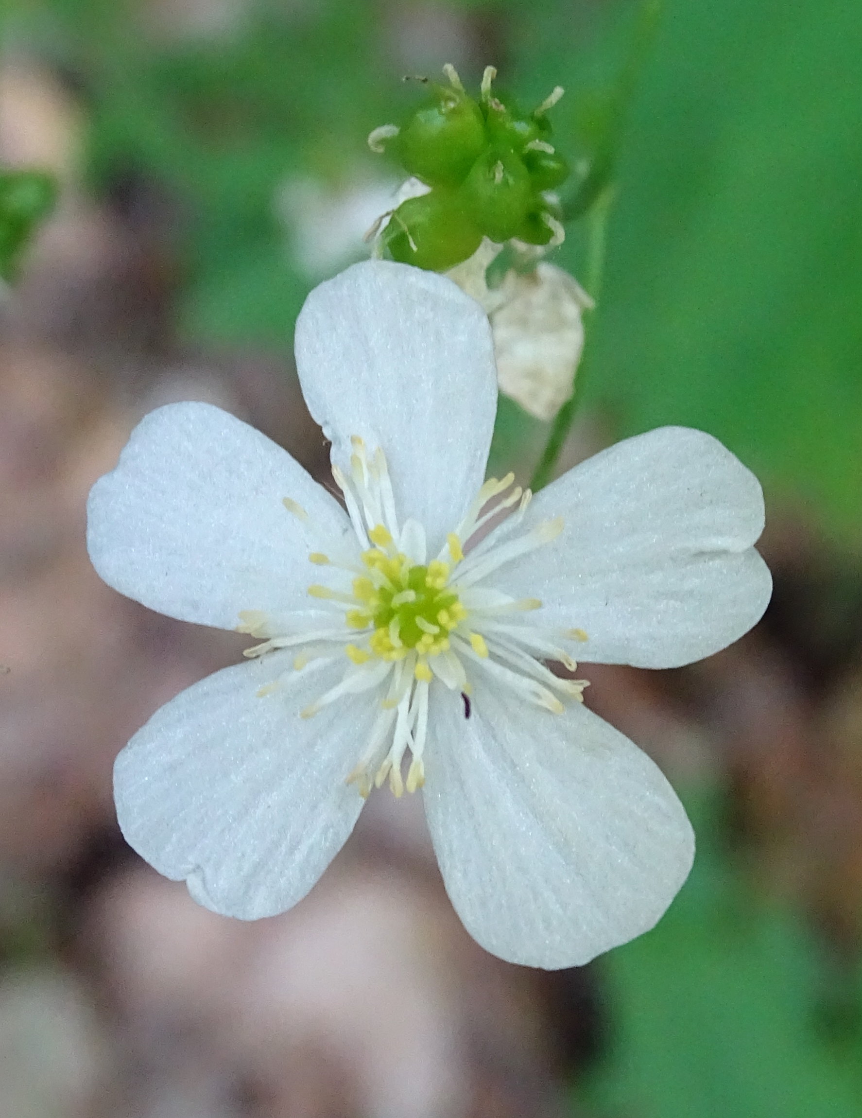 Afficher le média ranunculus_platanifolius3mv ranunculus_platanifolius3mv